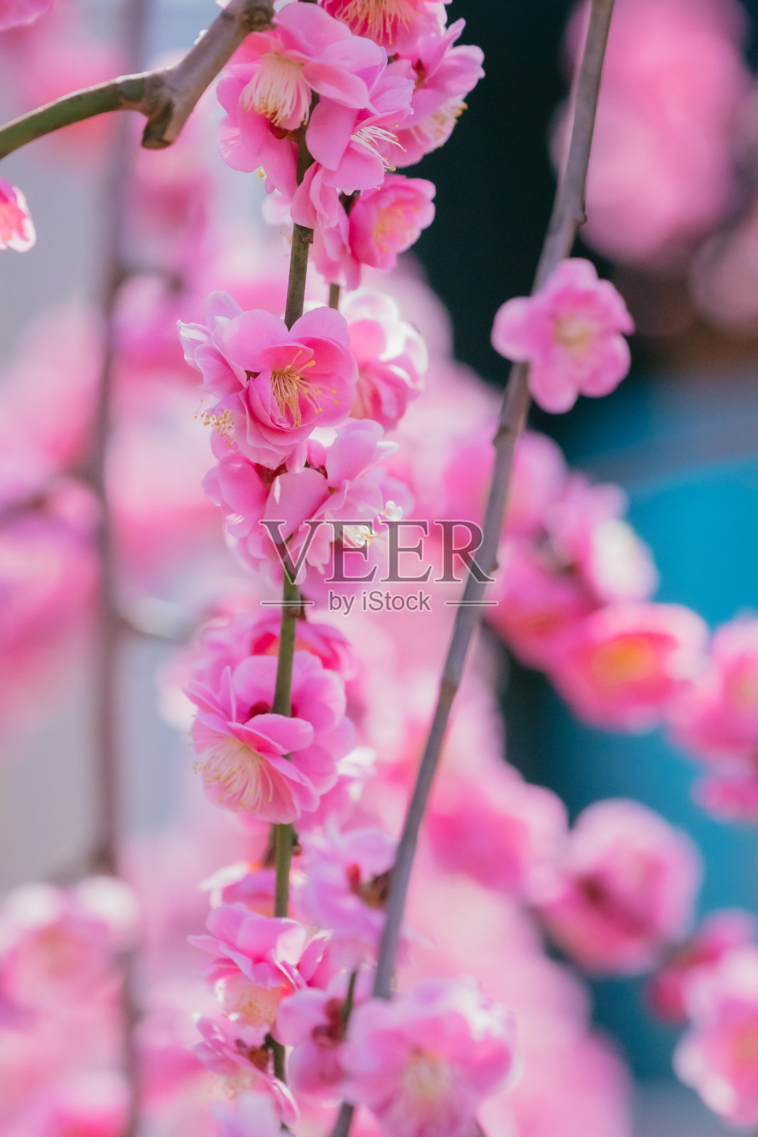 2022年3月，樱花盛开照片摄影图片