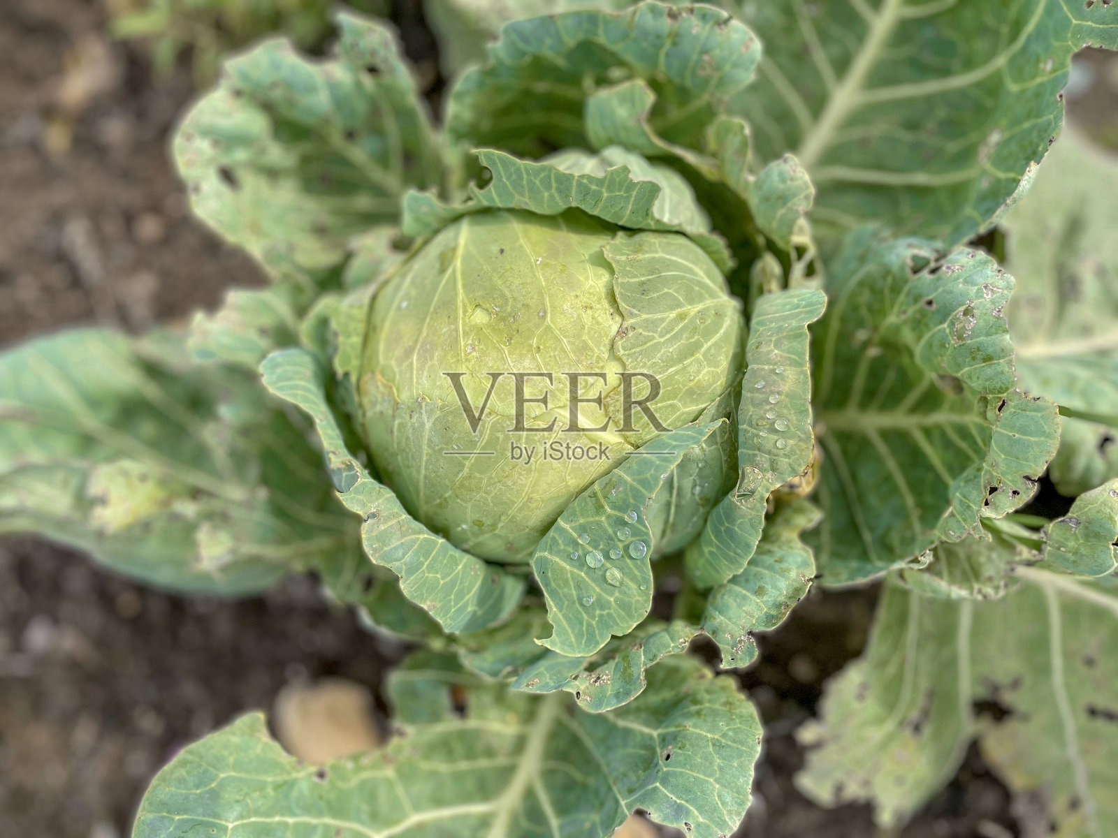 卷心菜损坏或被寄生虫吃掉，害虫在菜园概念照片摄影图片