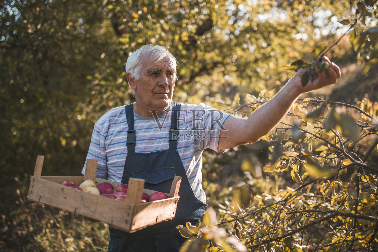白发老人在花园里摘苹果照片摄影图片