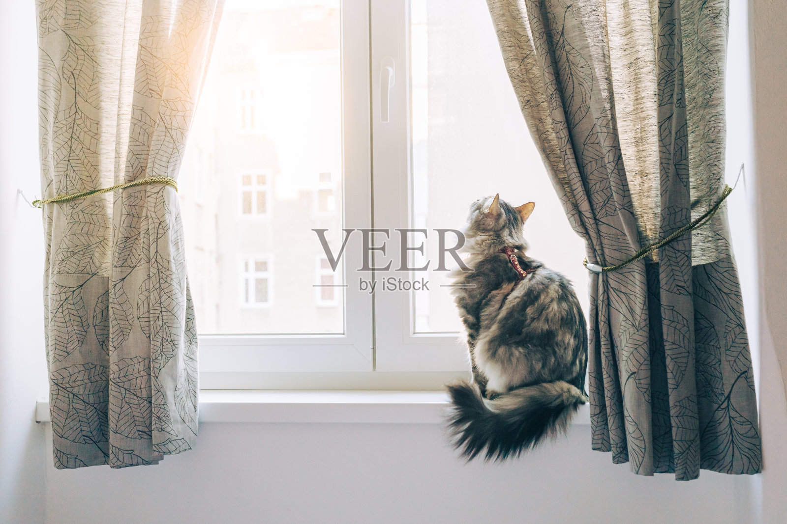 家猫长毛，毛茸茸，身体健康，照片摄影图片