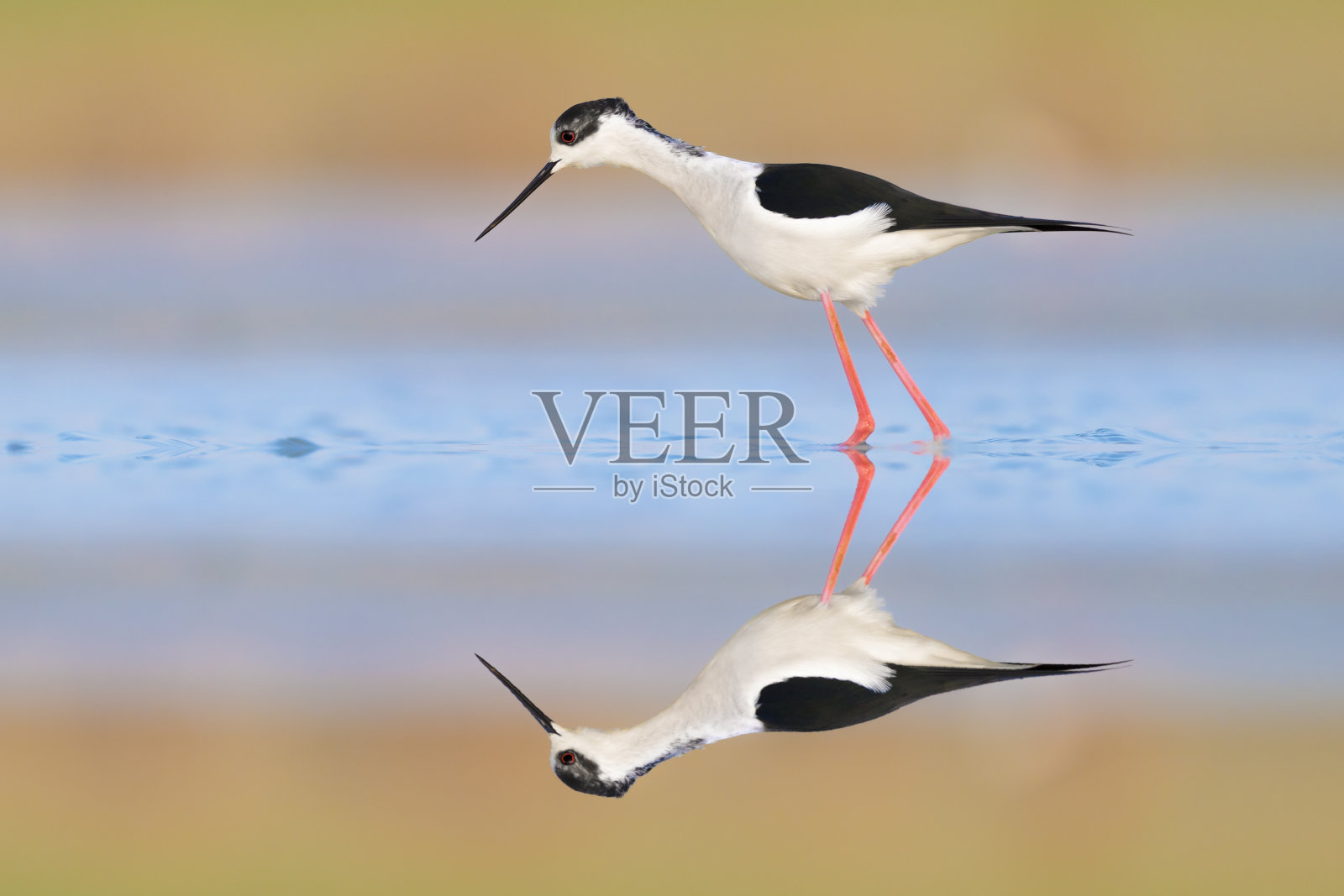 在镜子前，日出时黑翼高跷(Himantopus Himantopus)照片摄影图片