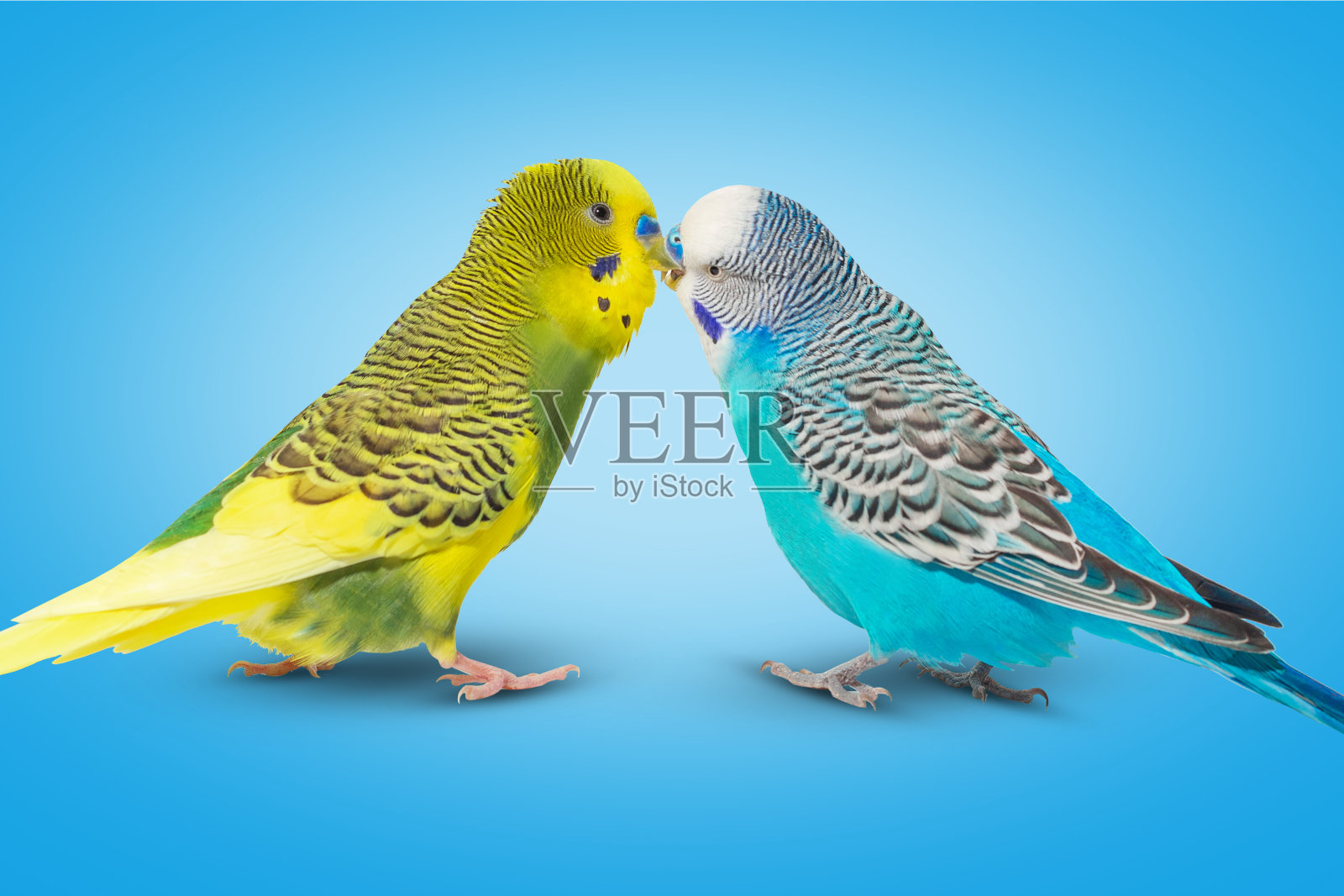 两只波浪形鹦鹉在蓝色背景下互相喂食照片摄影图片