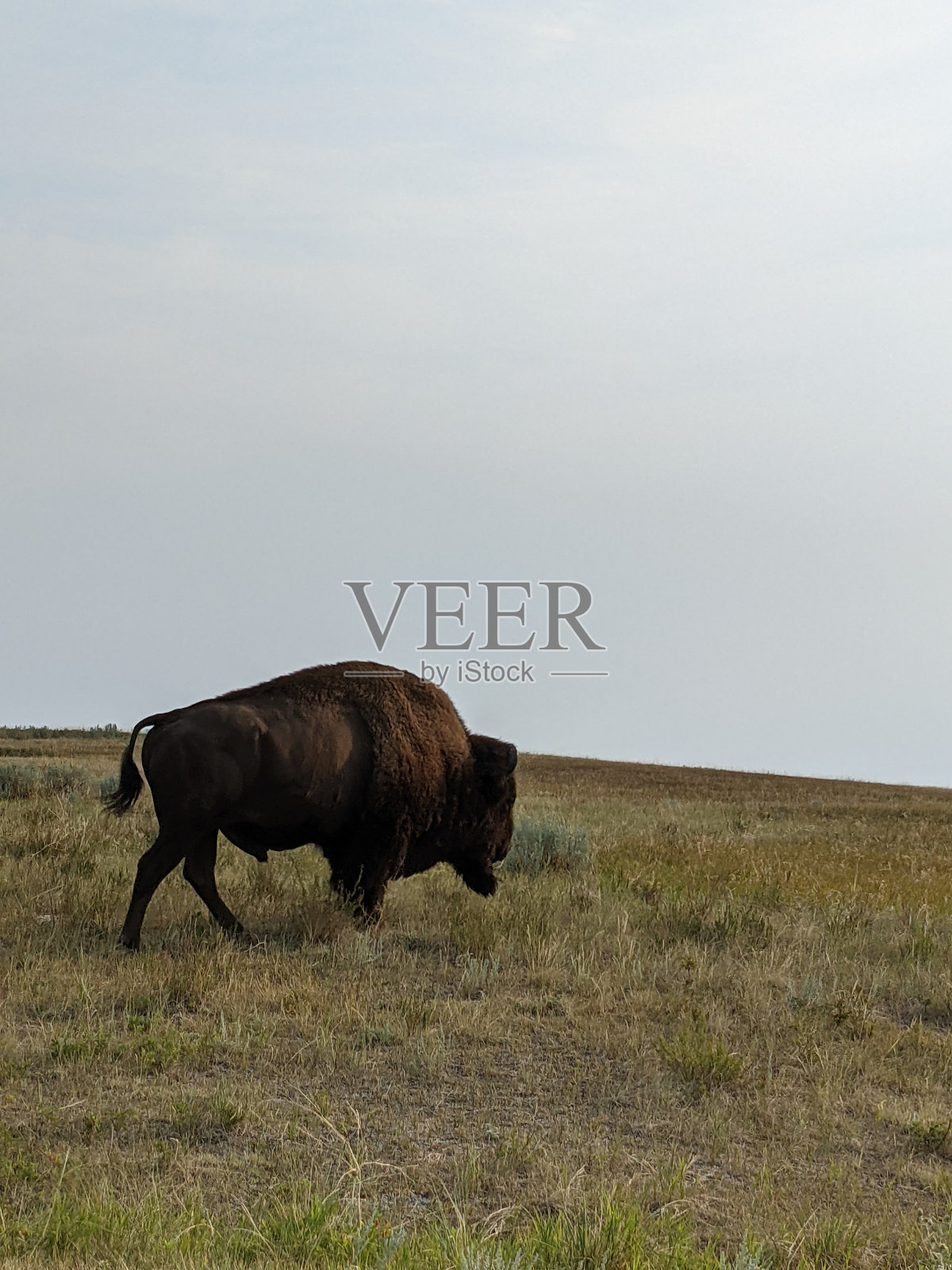 野生水牛照片摄影图片