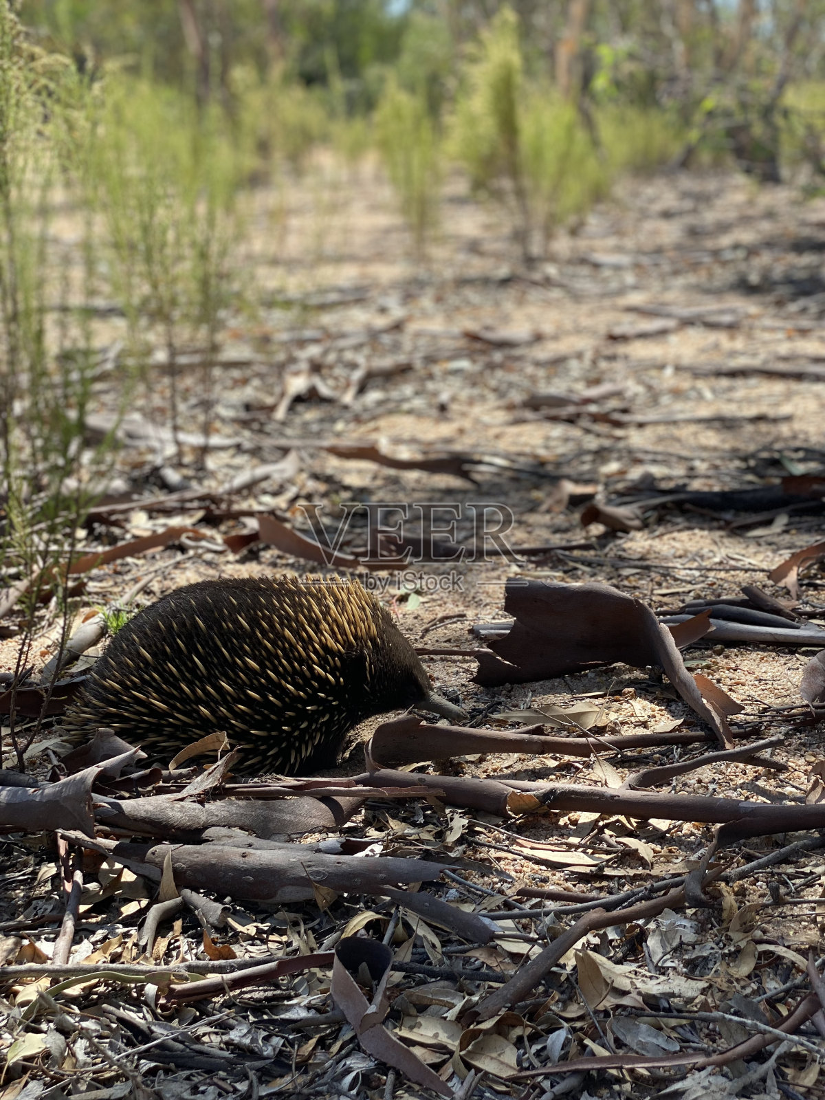 野生针鼹照片摄影图片