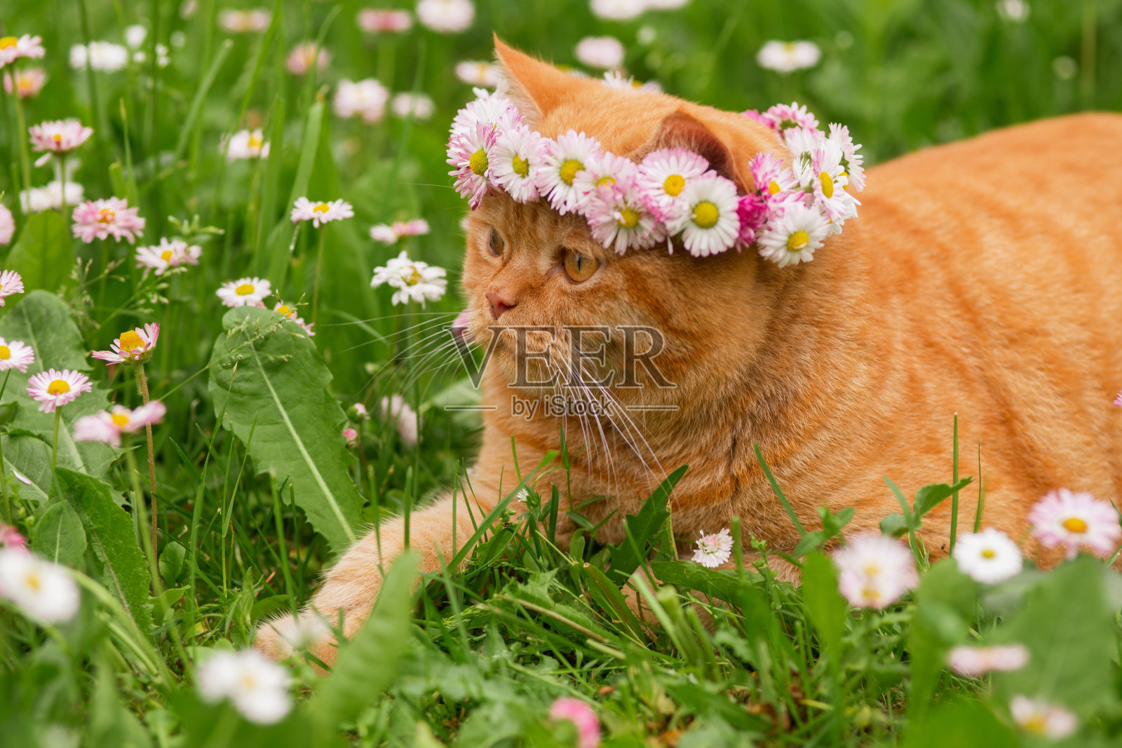 花圈里的一只红色英国猫躺在花园里的草地上照片摄影图片