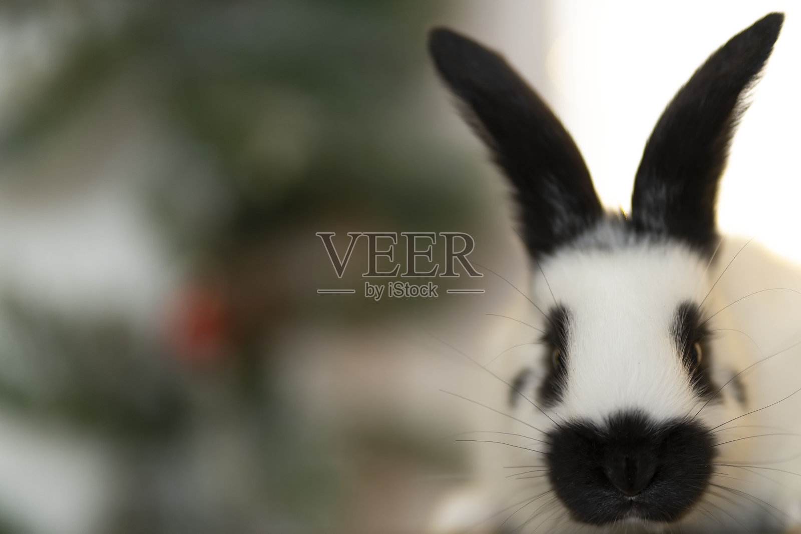 一只小白兔坐在圣诞树的背景上照片摄影图片