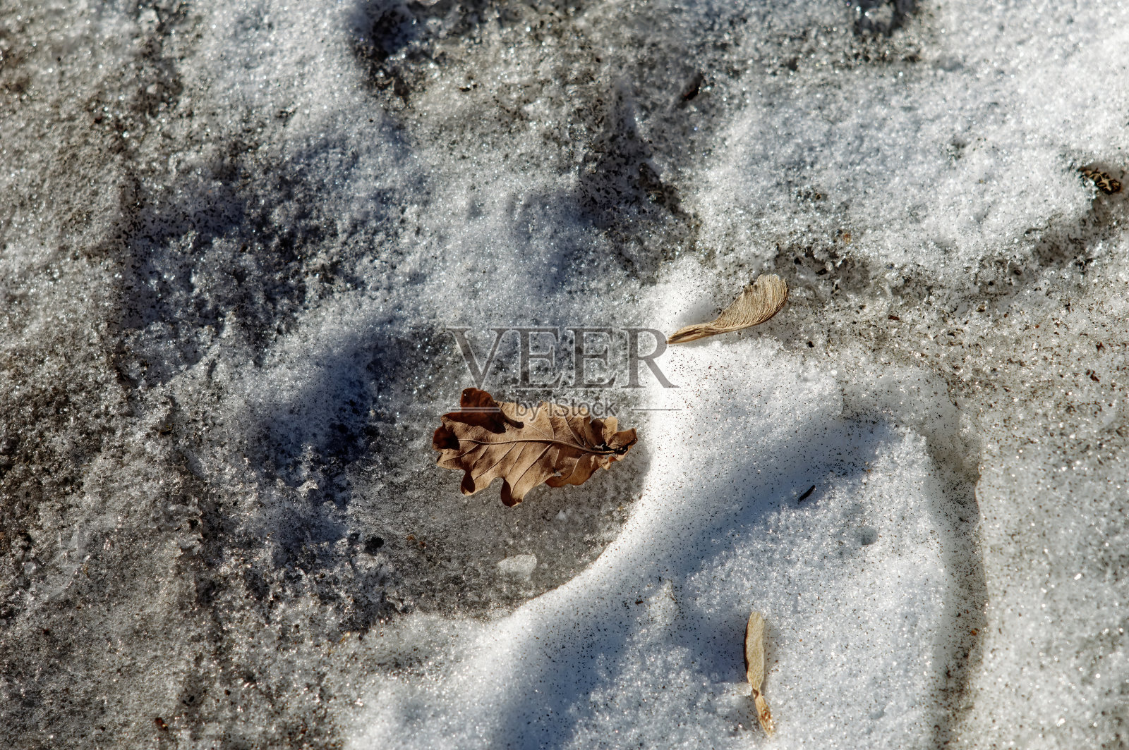 干树叶躺在雪地里照片摄影图片