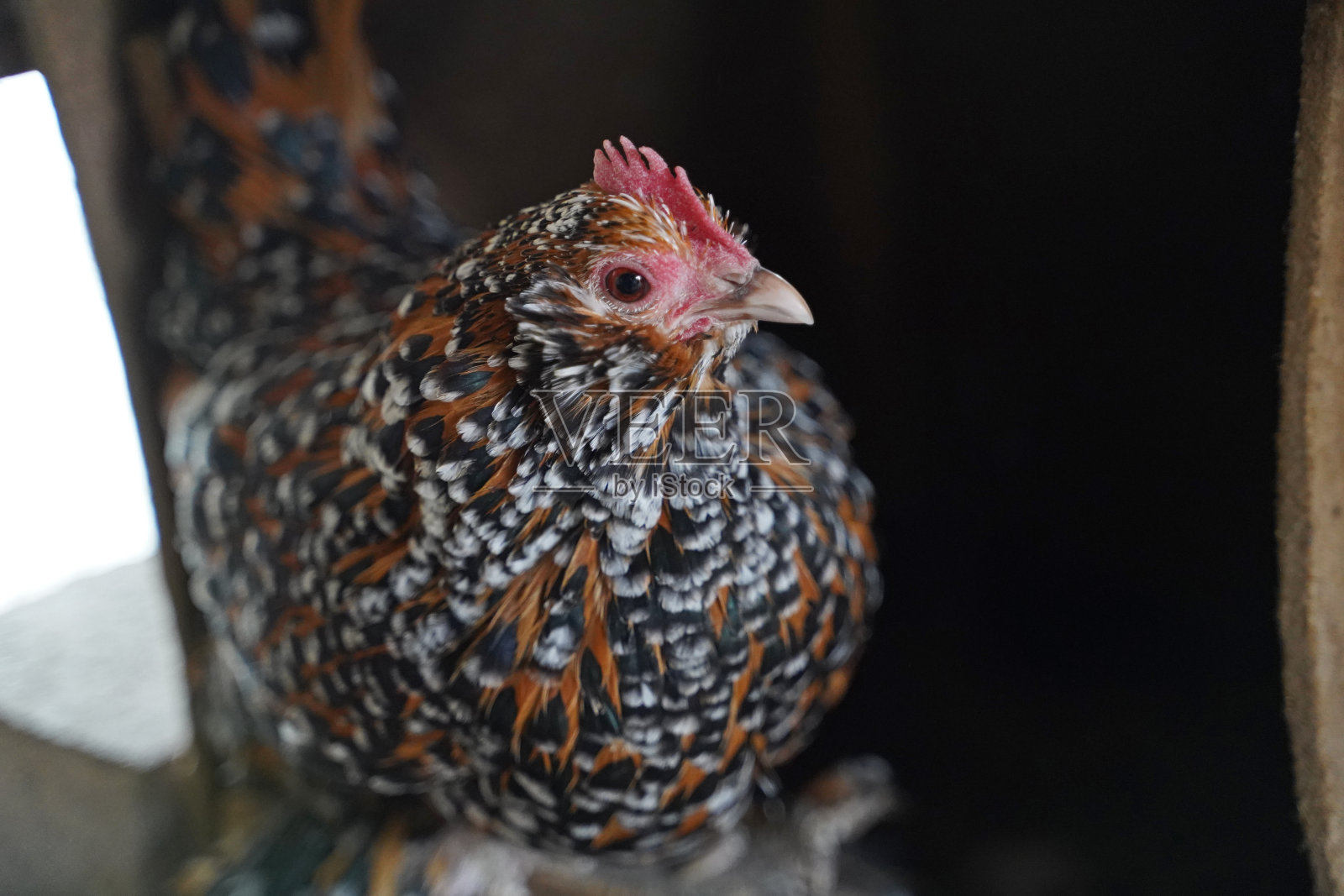 萨克森-安哈尔特农场的不同鸡照片摄影图片