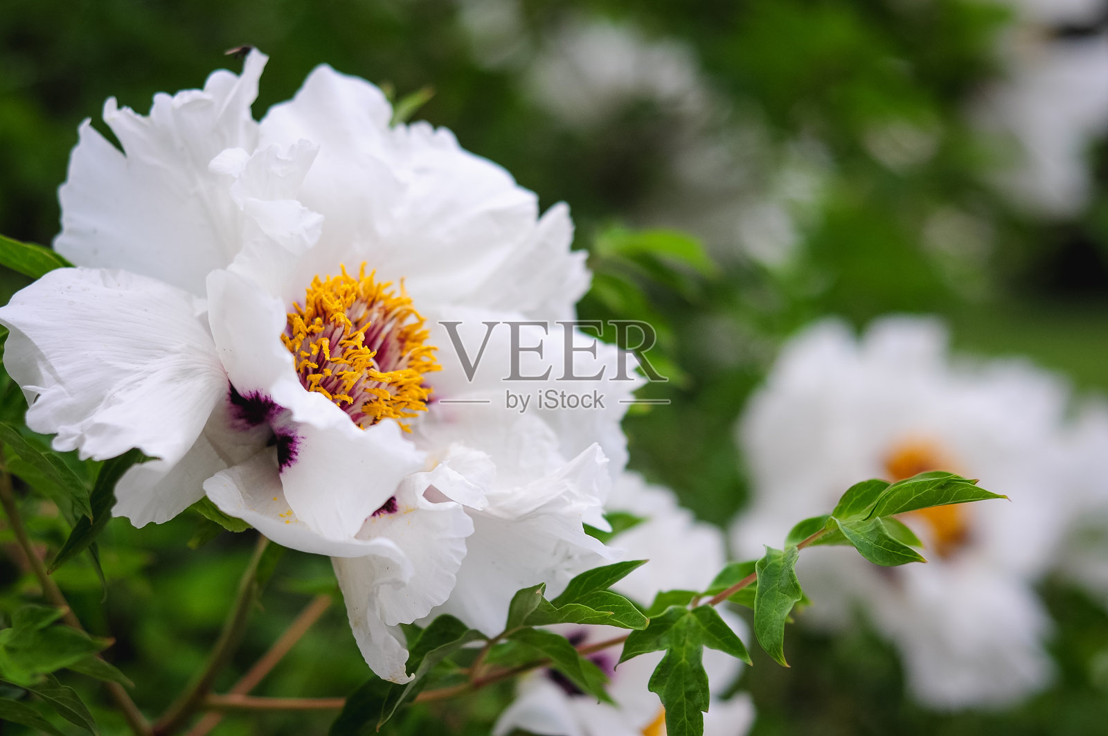 一种树状的雪白花朵，花蕾大，花瓣开放，花心黄色。有选择性的重点。绿色背景。照片摄影图片