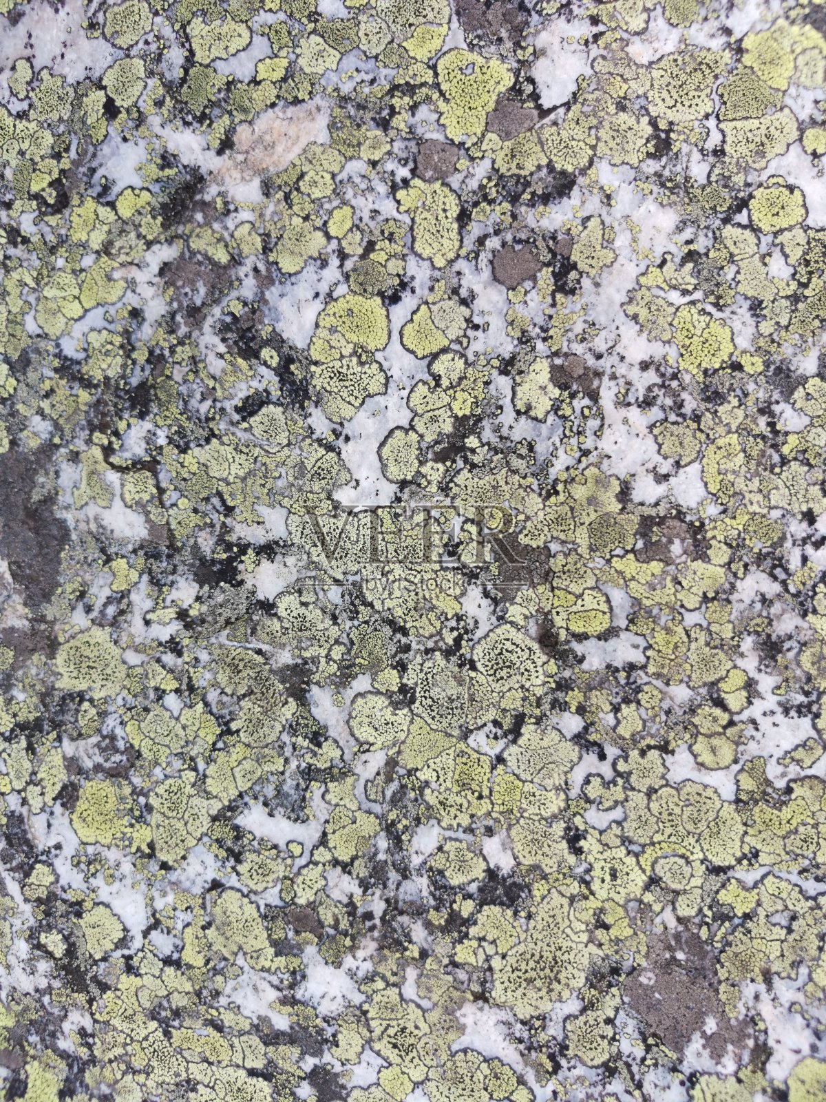 无缝模式。美丽的石头背景与青苔，纹理山崖照片摄影图片