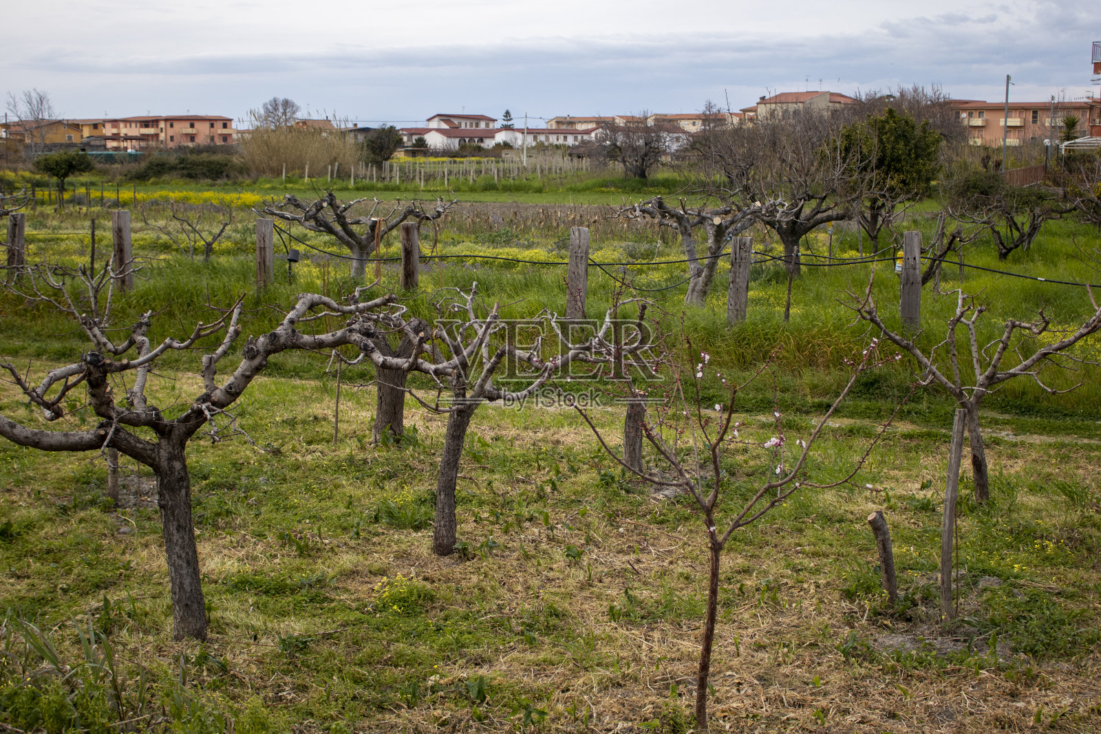 城外的春天果园。花园中的最后春天作品。在花园里用剪枝机修剪树枝。意大利南部一个花园中被砍伐的树木。照片摄影图片