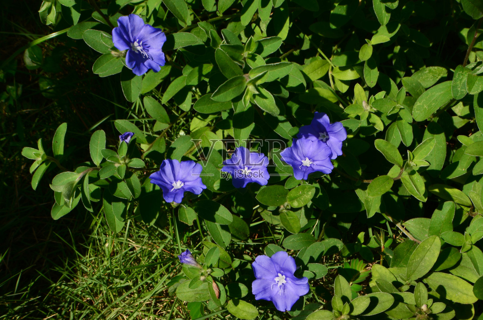 紫花植物野外特写照片摄影图片