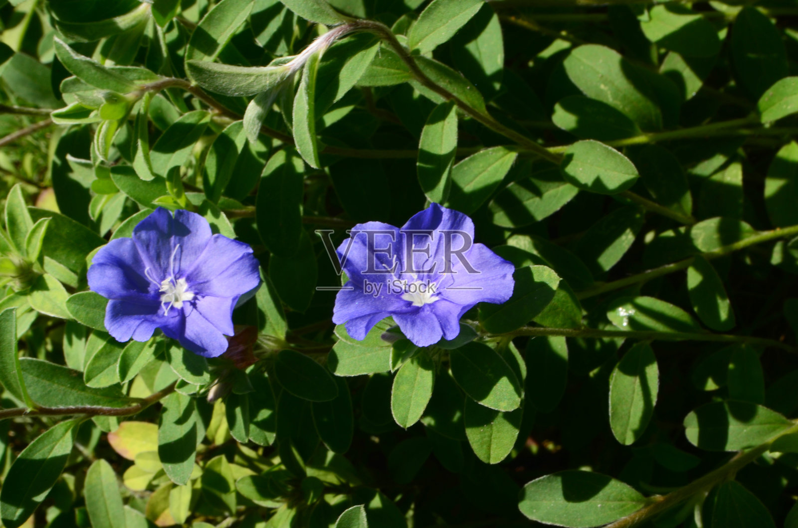 蓝色眼花缭乱照片摄影图片