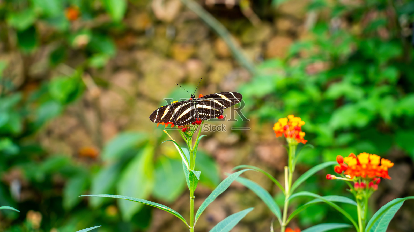 斑马长翅蝶(黑羽蛱蝶)照片摄影图片