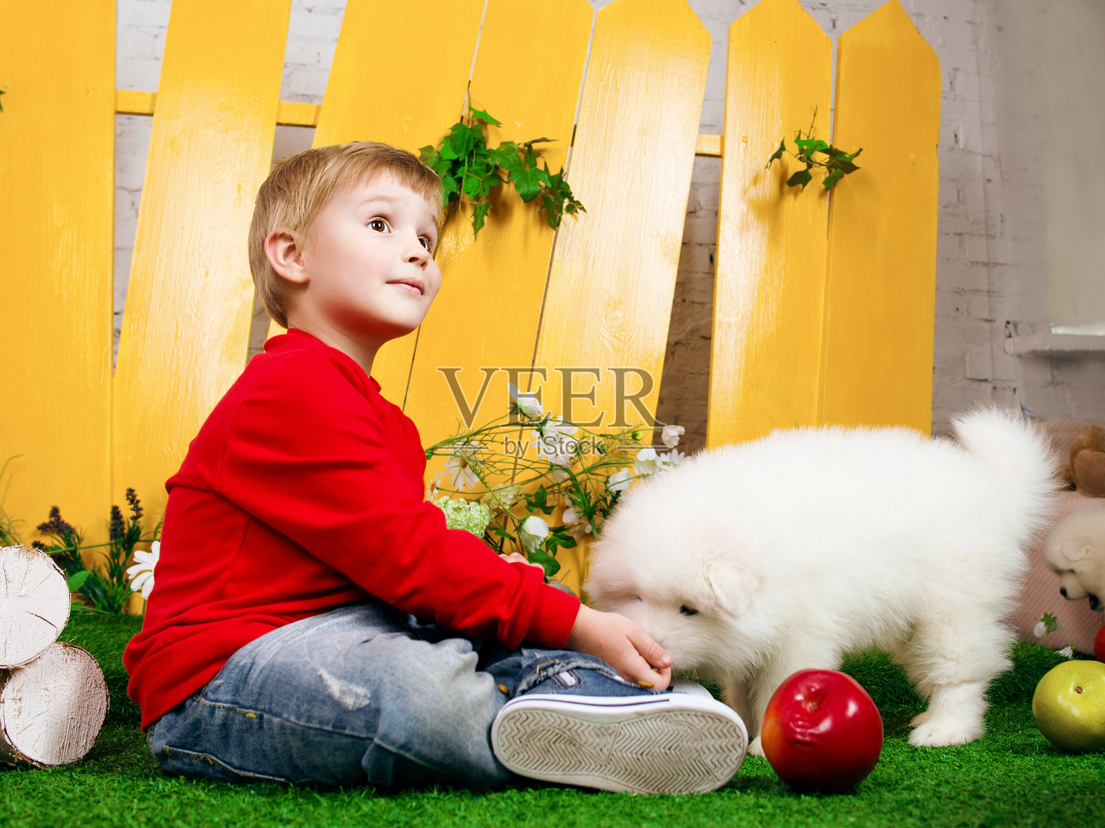 三岁的小男孩在工作室里和白色的萨摩耶小狗玩耍照片摄影图片