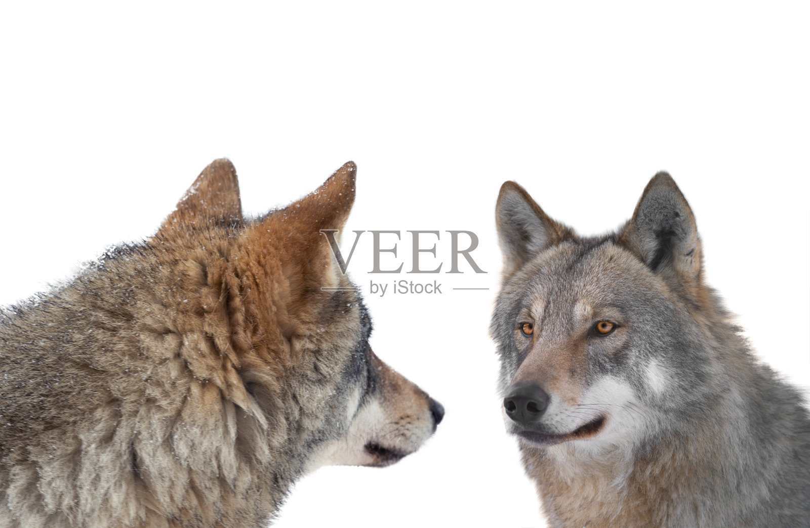 灰狼被孤立在白色背景上照片摄影图片