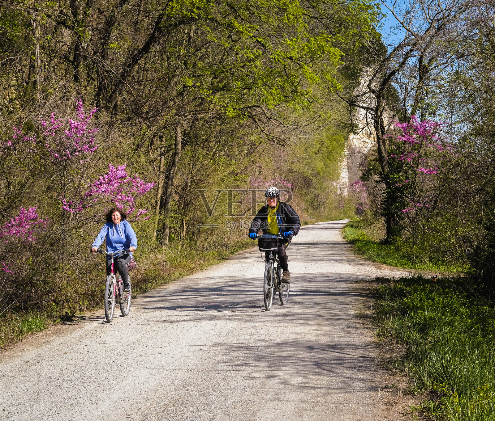 春天，中年男子和成年女子在中西部小道上骑自行车;两边都是盛开的紫荆树照片摄影图片