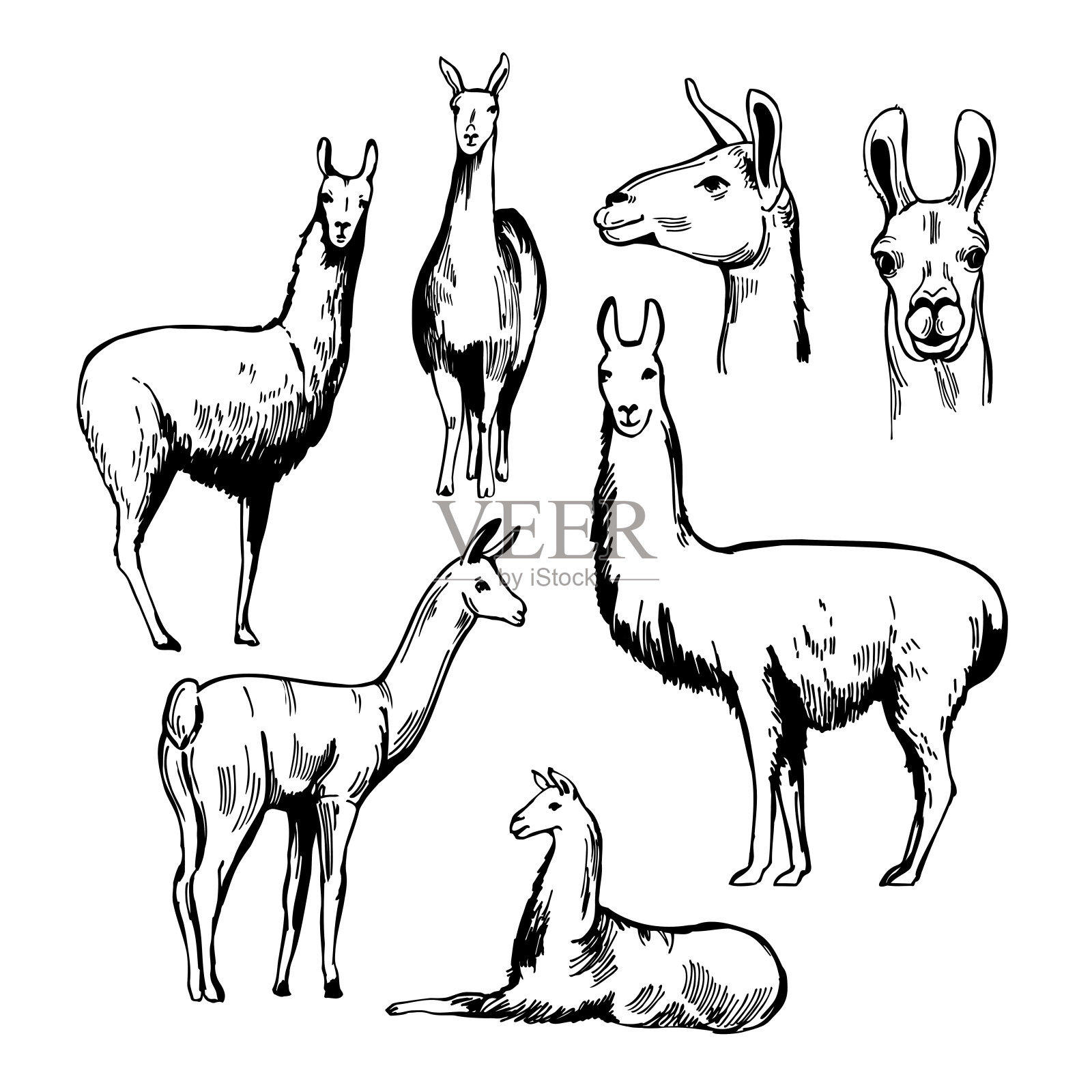 喇嘛。示意图说明。插画图片素材