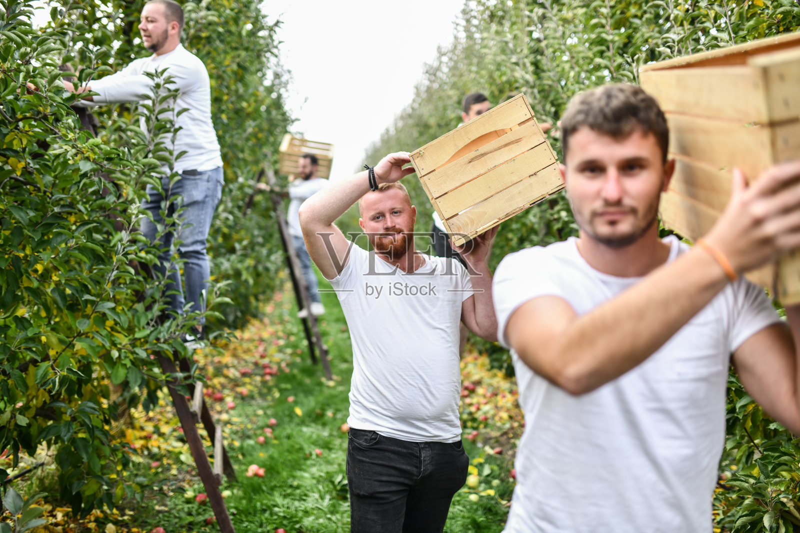 收获季节的果园工人搬运装满苹果的箱子照片摄影图片
