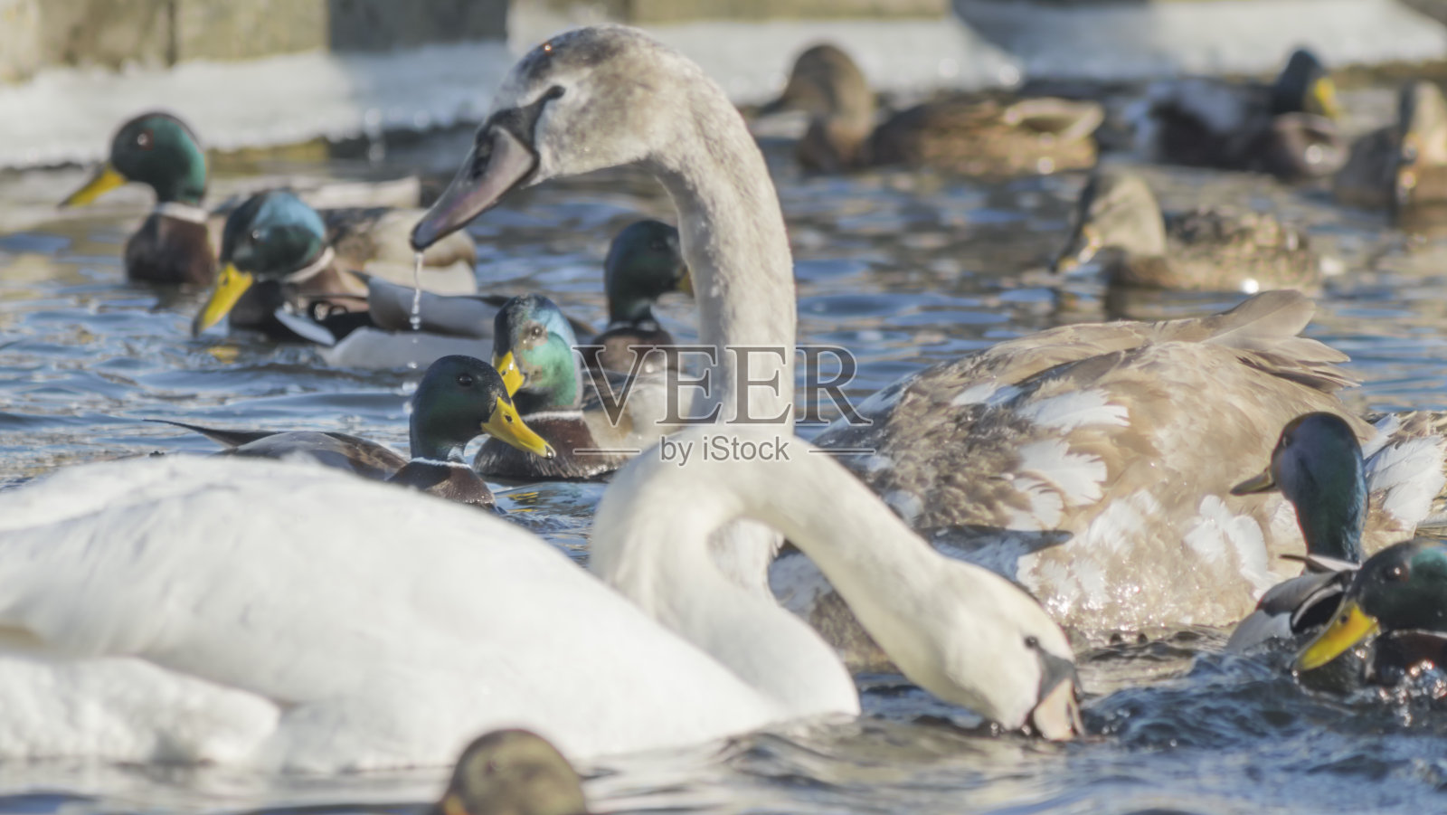 冰冻的河流上的天鹅和鸭子。一群野鸭和天鹅在池塘里游泳。野生鸟类在城市过冬。照片摄影图片