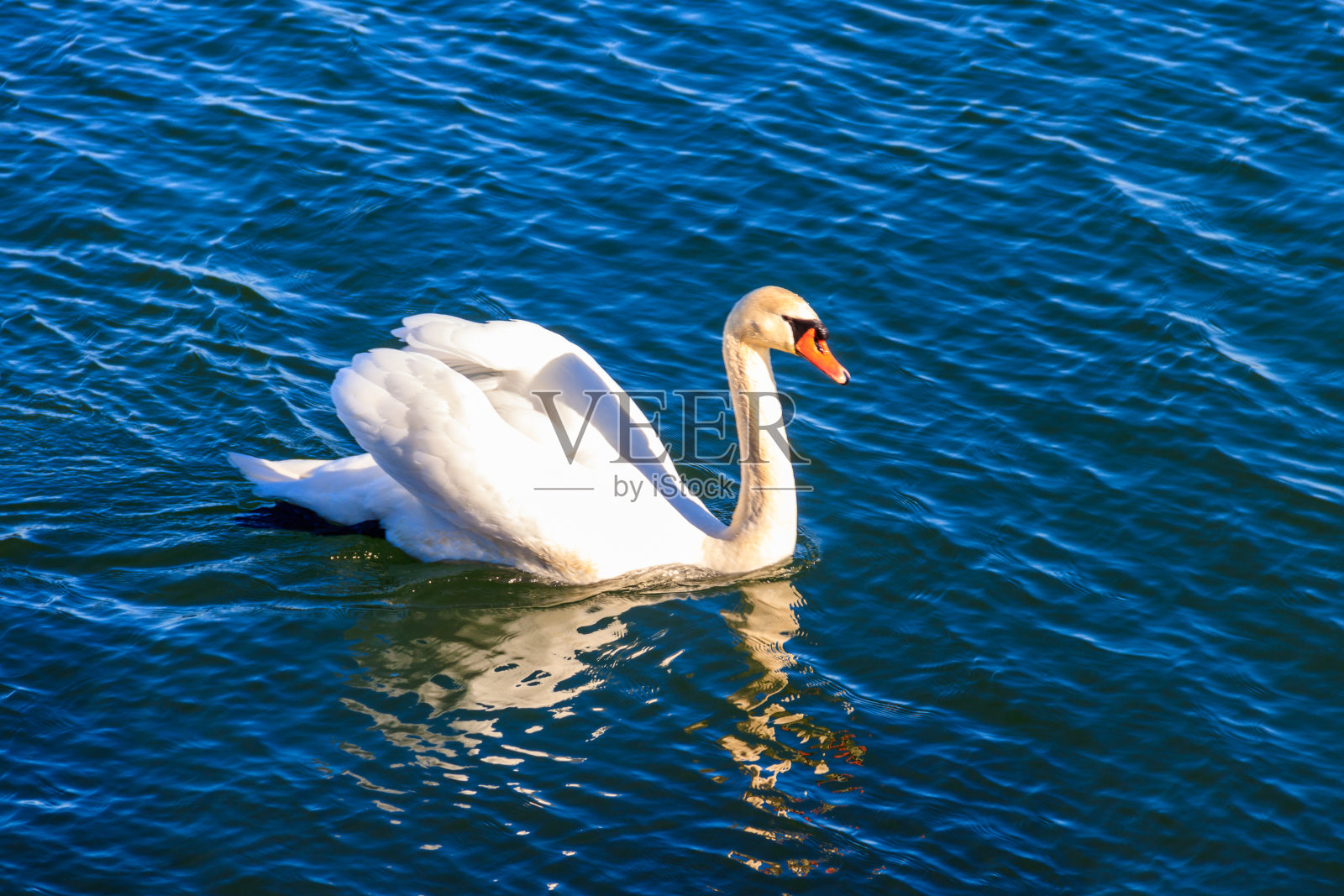 白天鹅在海上游泳照片摄影图片
