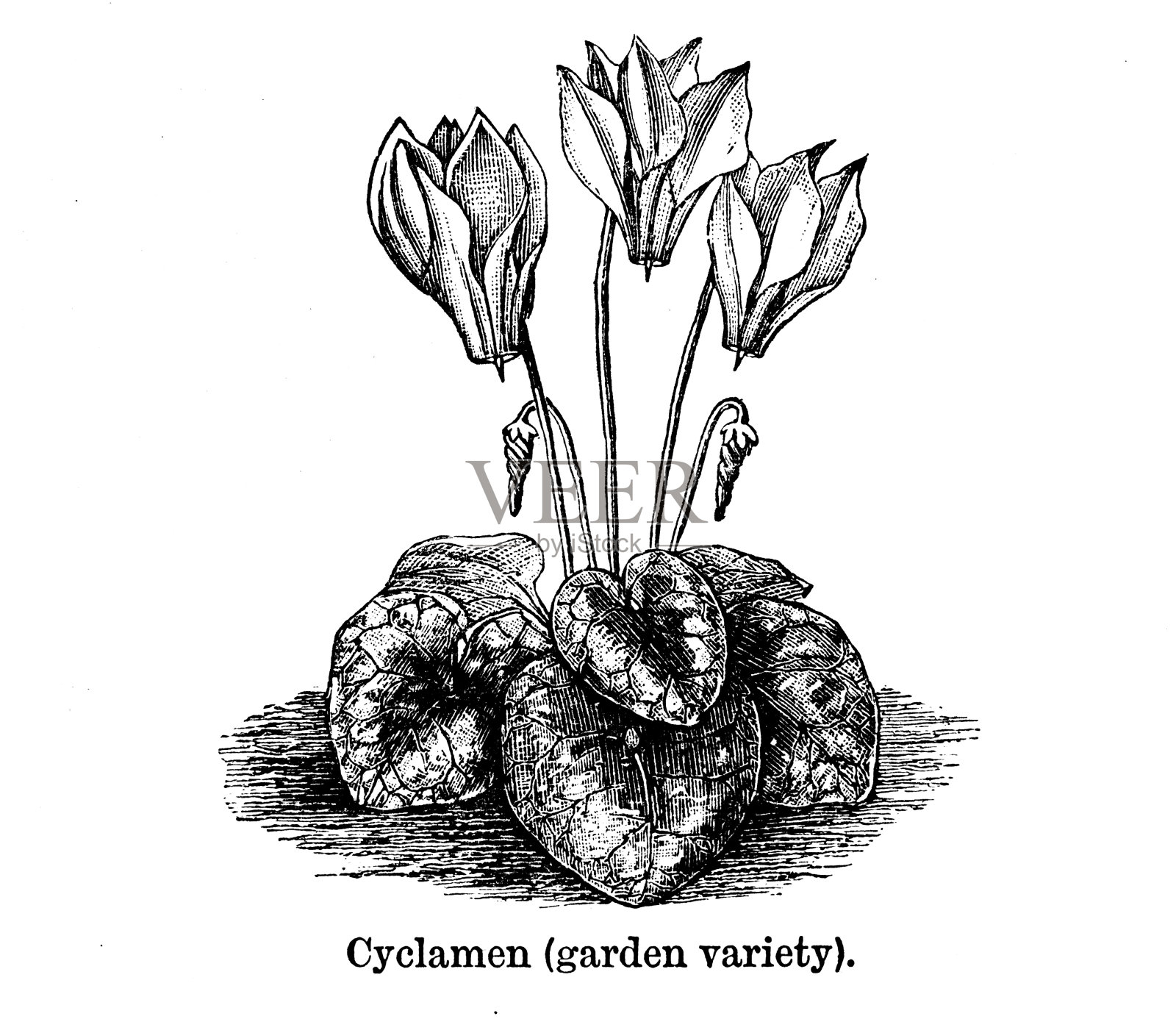 仙客来花园(品种)插画图片素材