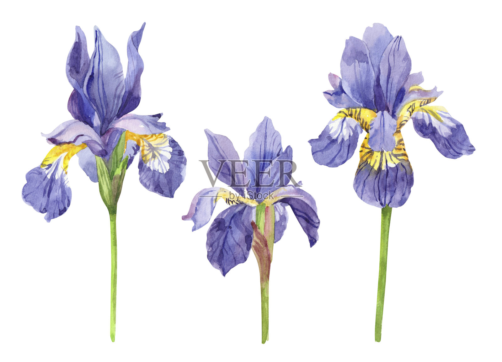 水彩手绘鸢尾植物花插画图片素材