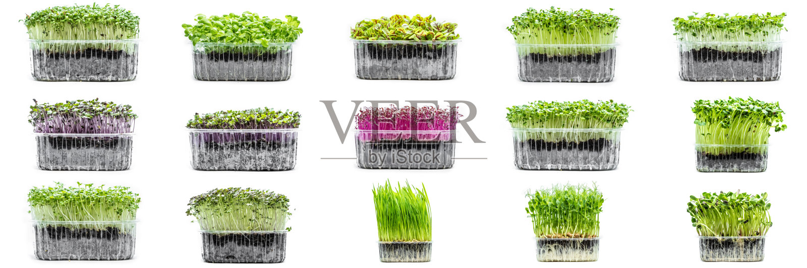 在白色背景上拼贴不同的微绿色。新鲜的有机农产品和餐厅的服务理念。照片摄影图片