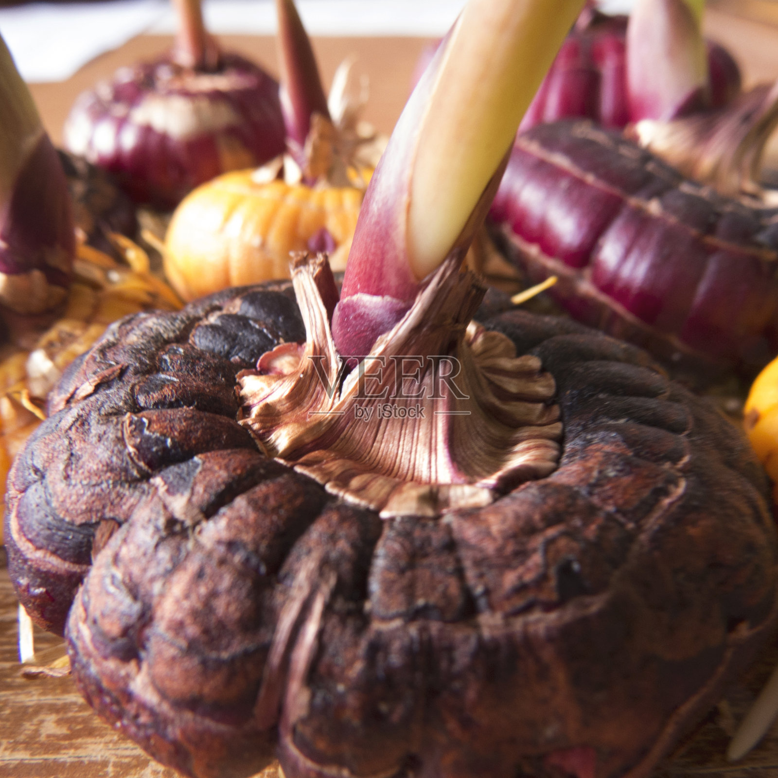 有根和茎的剑兰鳞茎。照片摄影图片