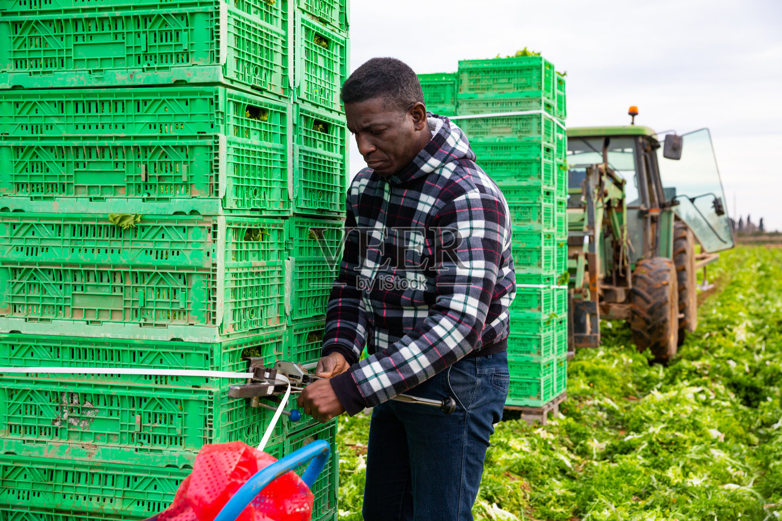 为运输准备收获的成年工人照片摄影图片