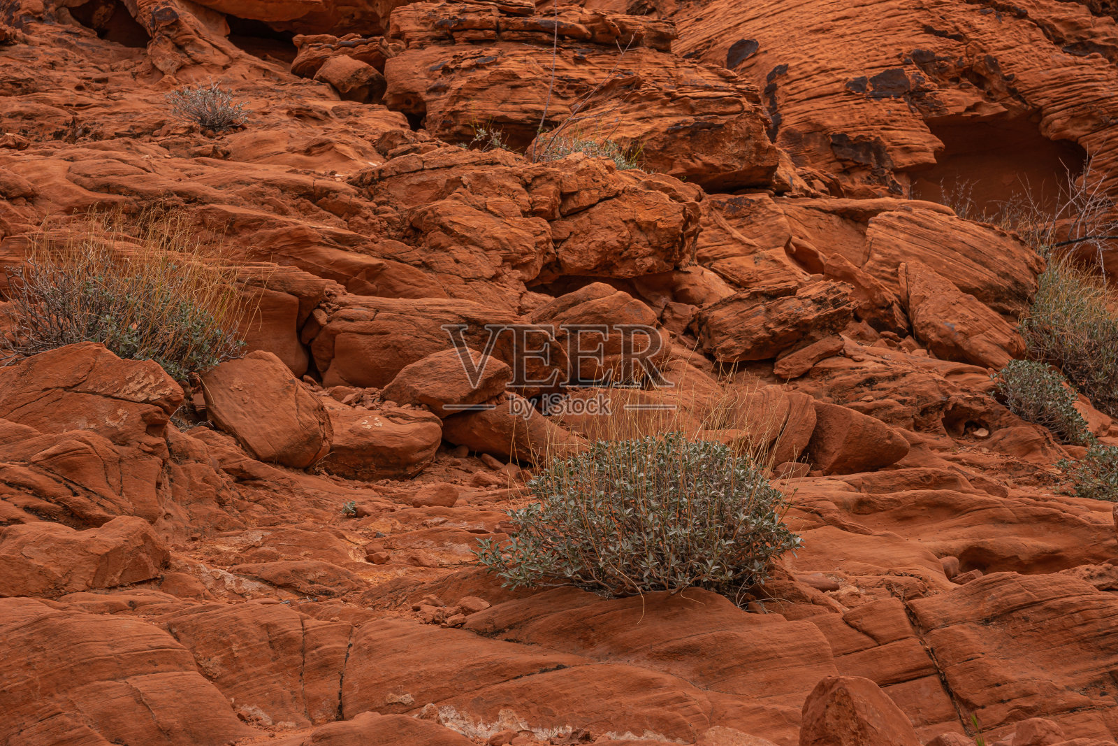美国内华达州火谷，红色岩石上孤零零的灌木丛照片摄影图片