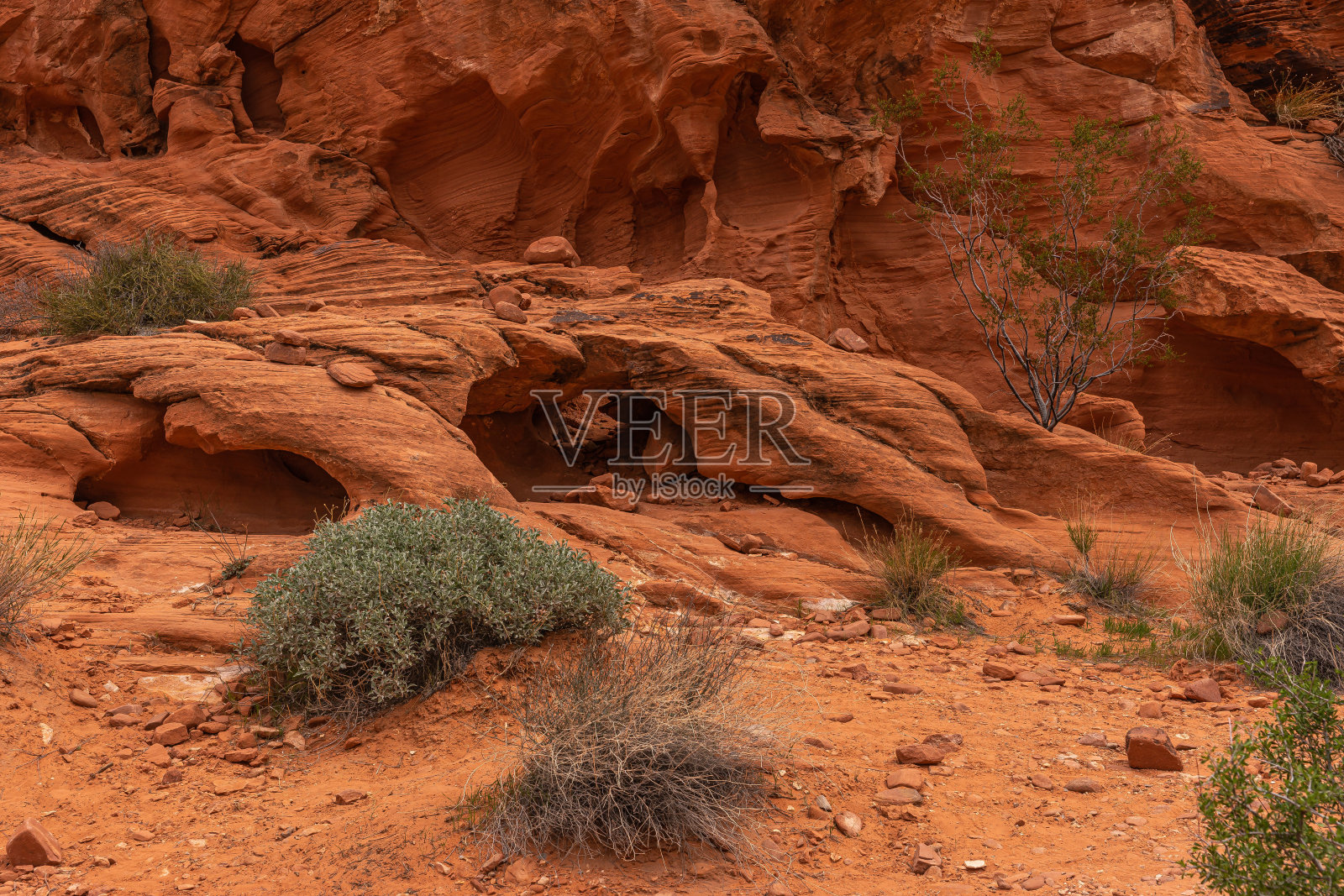 孤独的绿色灌木丛和红色岩洞，火谷，内华达州，美国照片摄影图片