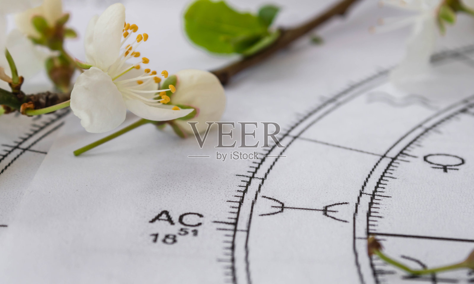 接近印刷占星术图与上升双鱼座;背景是春天的小白花照片摄影图片