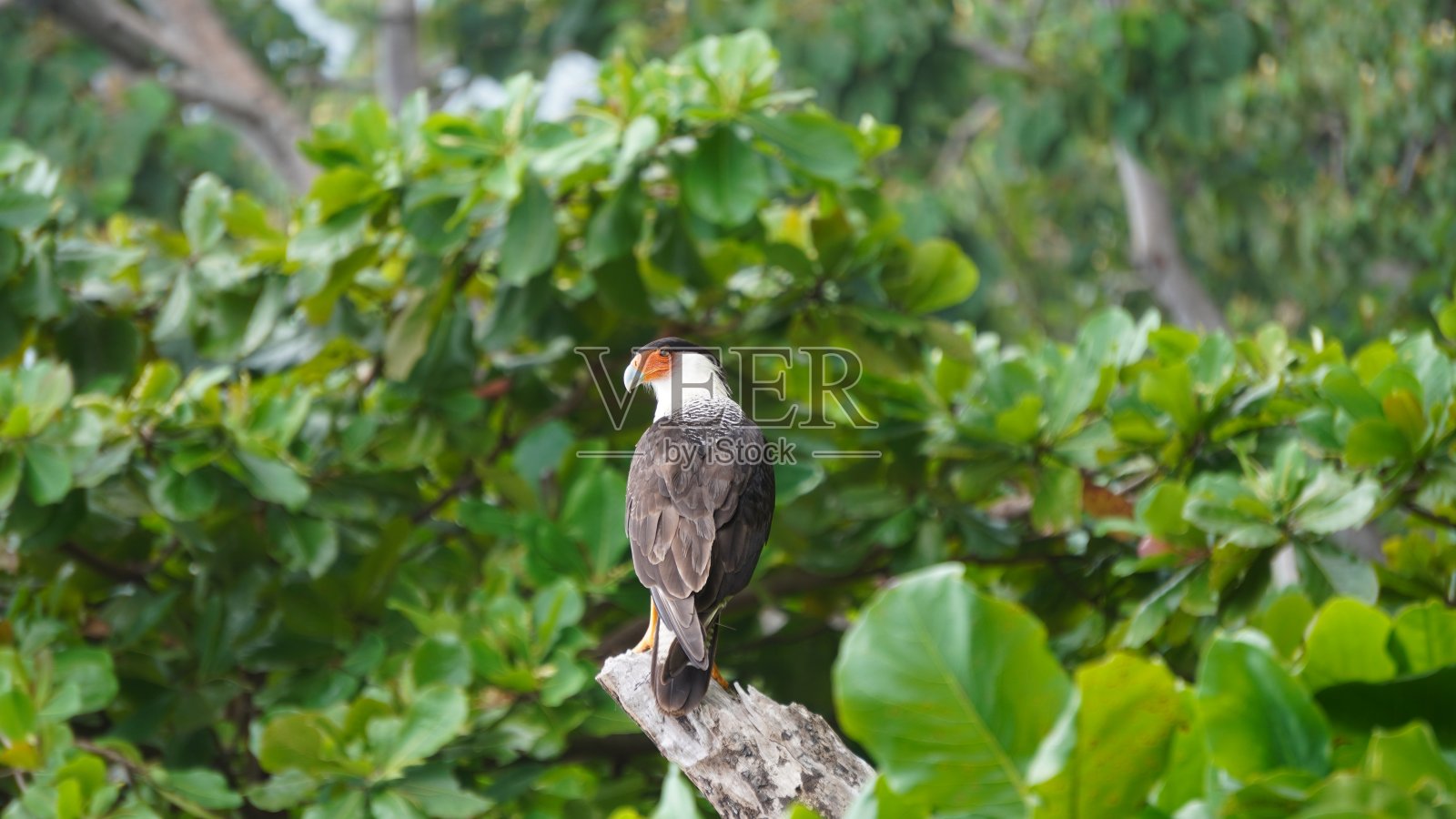 丛林中的凤头卡拉卡拉照片摄影图片