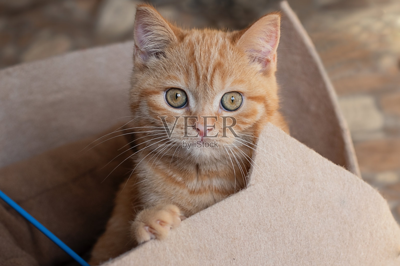 小黄毛猫坐在沙发上。照片摄影图片