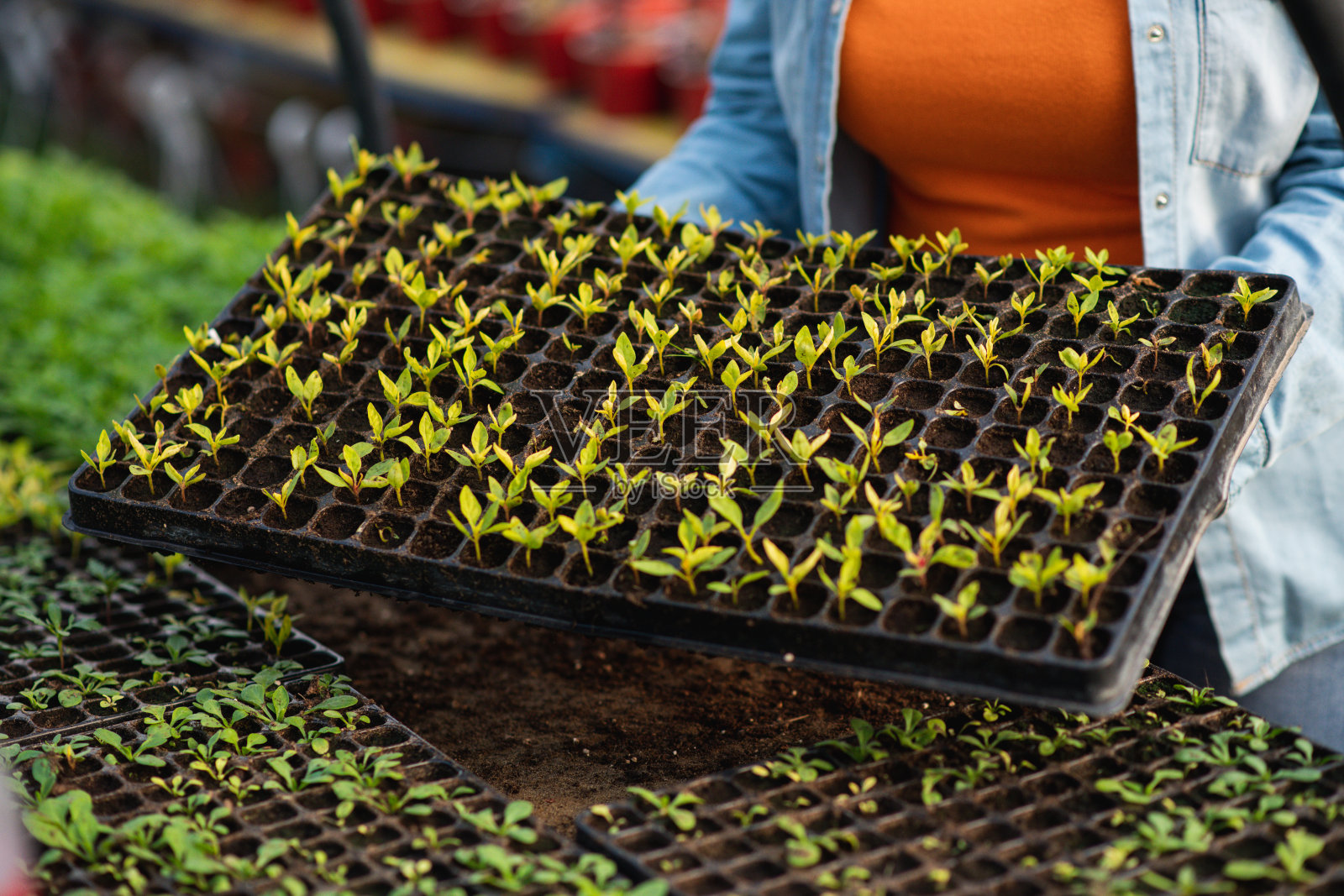 园艺中心的工作人员在温室里拿着装满幼苗的托盘照片摄影图片