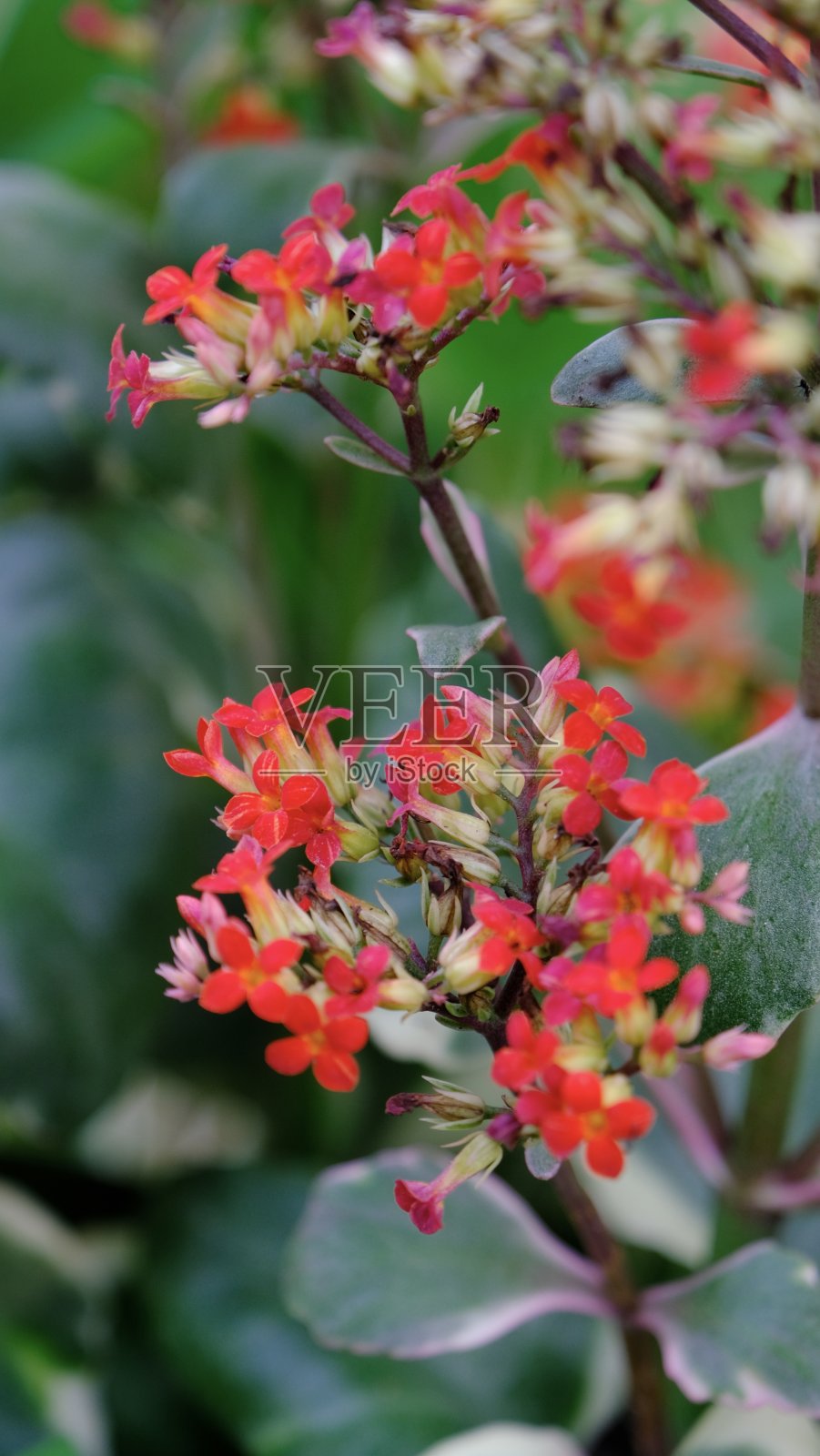 卡兰乔布洛斯费尔迪安娜开花照片摄影图片