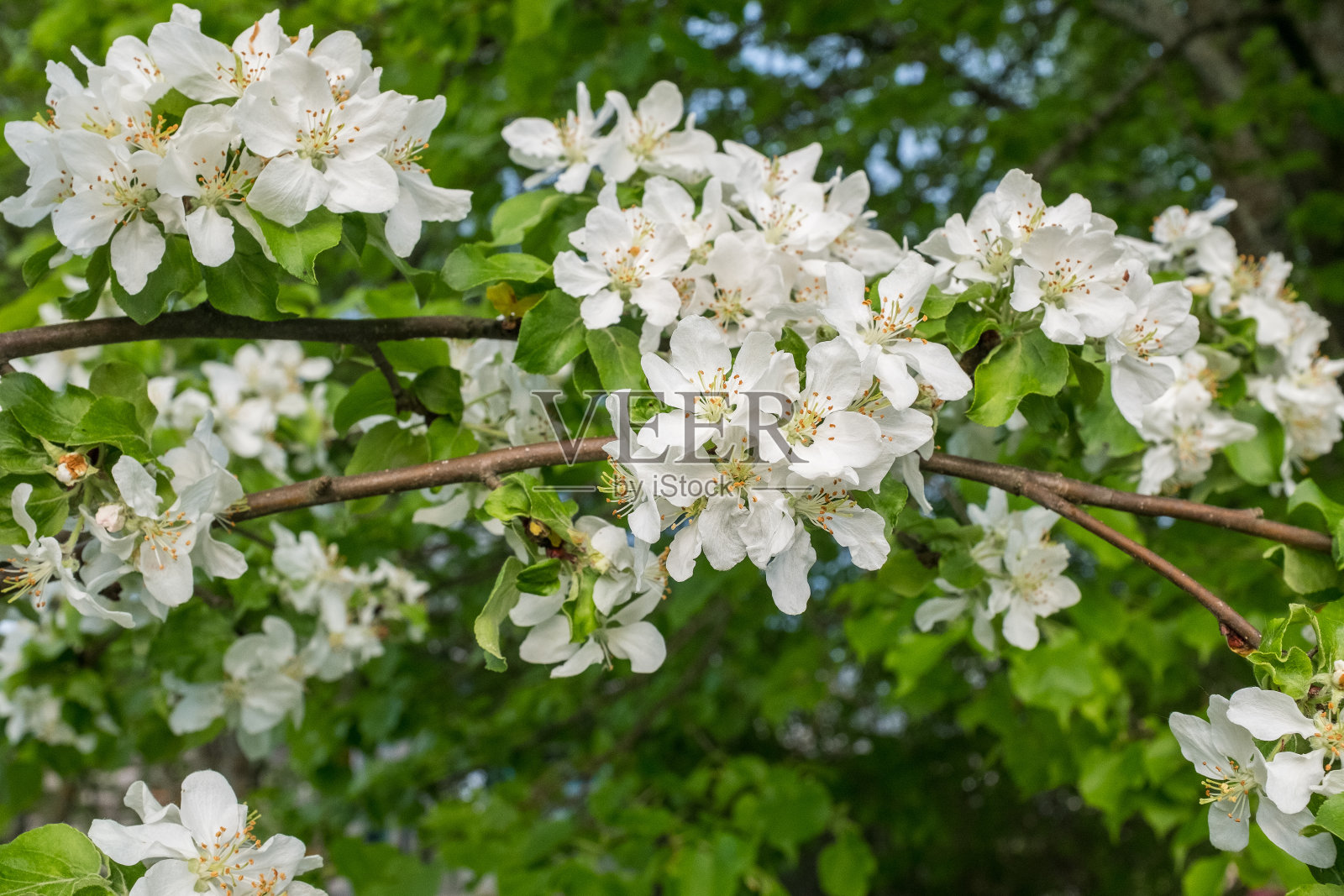 开满花的苹果树的树枝。开花的苹果树花特写。白色苹果花出版，设计，海报，日历，帖子，屏保，墙纸，明信片，横幅，封面，网站照片摄影图片