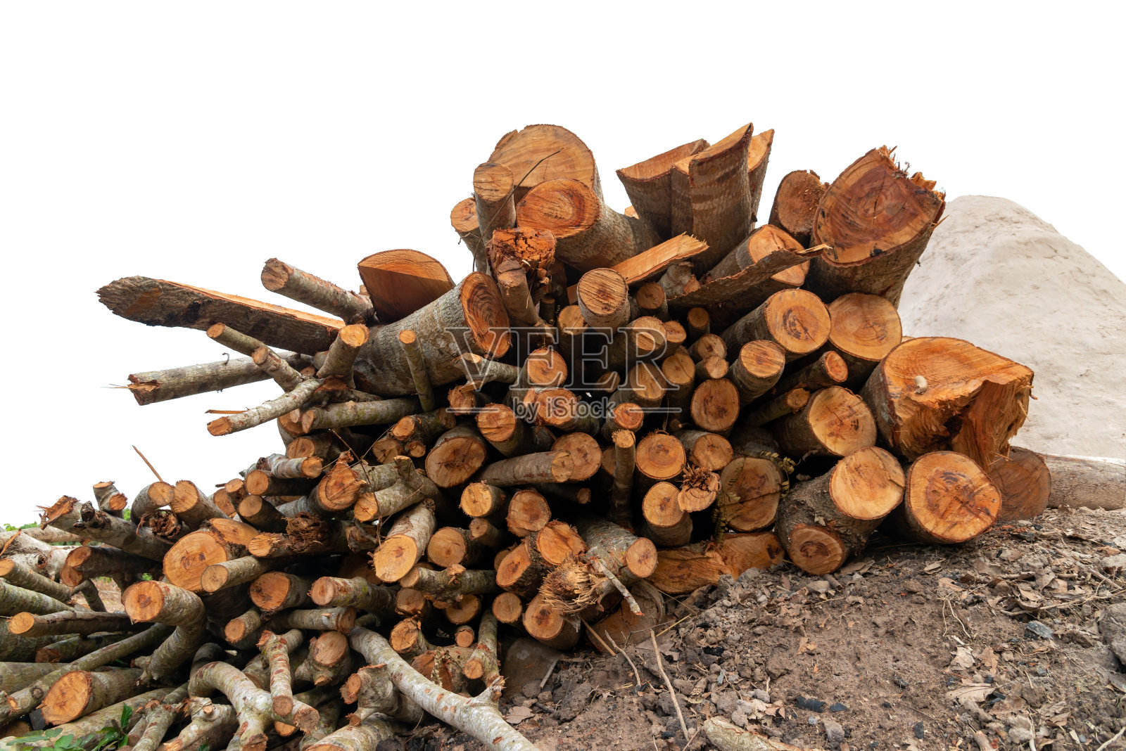 一组被砍倒堆放的松树树干，一堆准备过冬的原木，孤立在白色的背景上。照片摄影图片