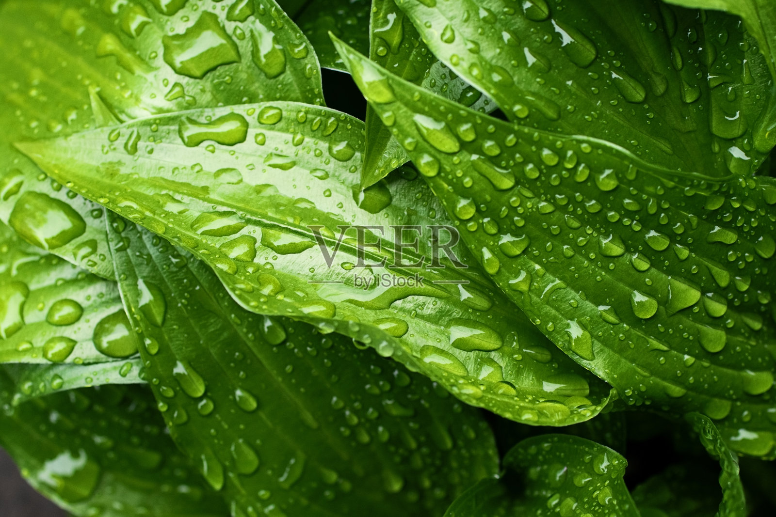 新鲜光滑的叶子上有雨滴的微距摄影。美丽的自然背景。结构植物学表面。照片摄影图片