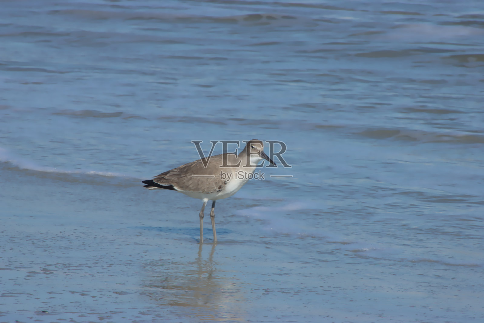 矶鹞渡照片摄影图片