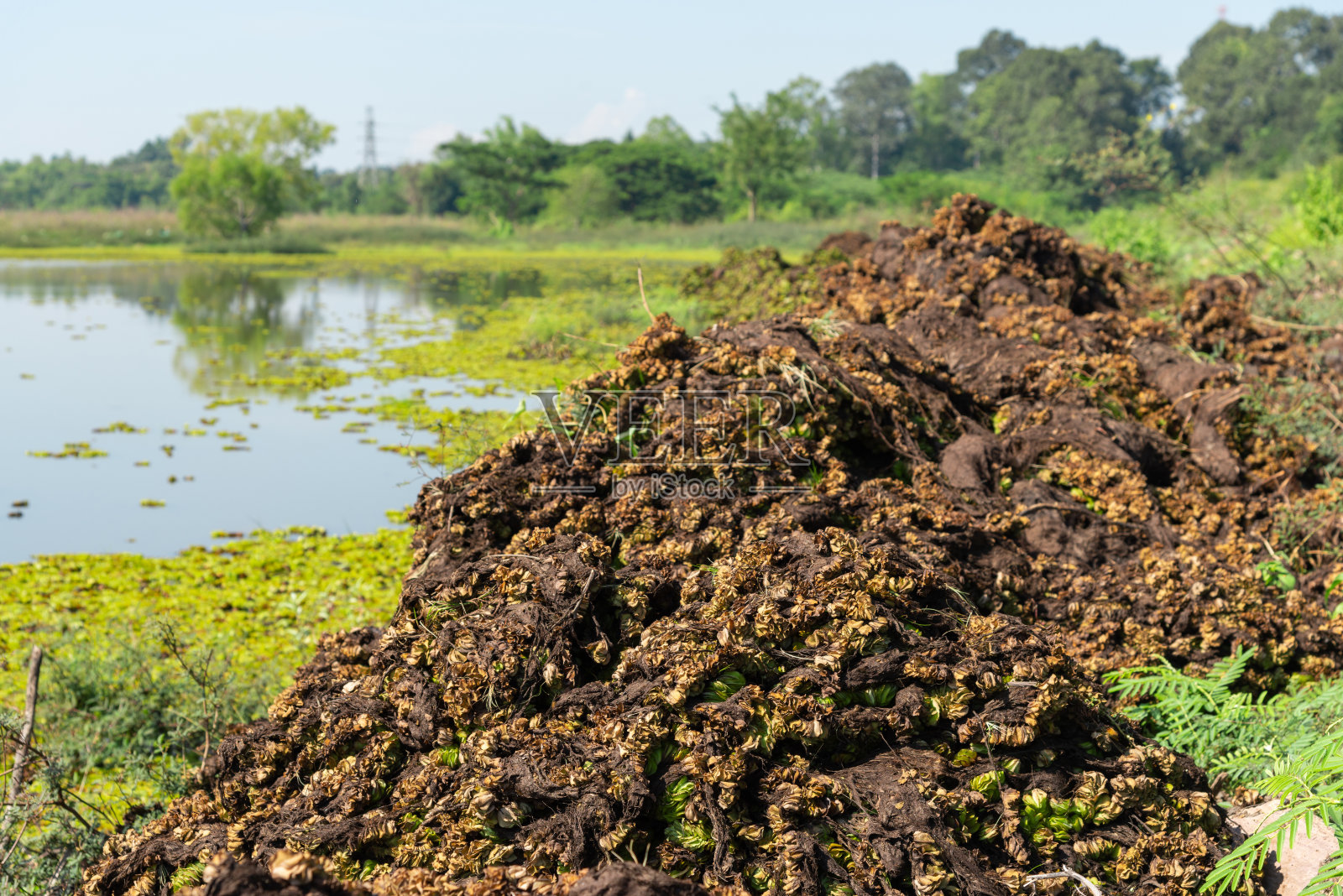 干燥的植物与水生植物水生菜在池塘背景照片摄影图片