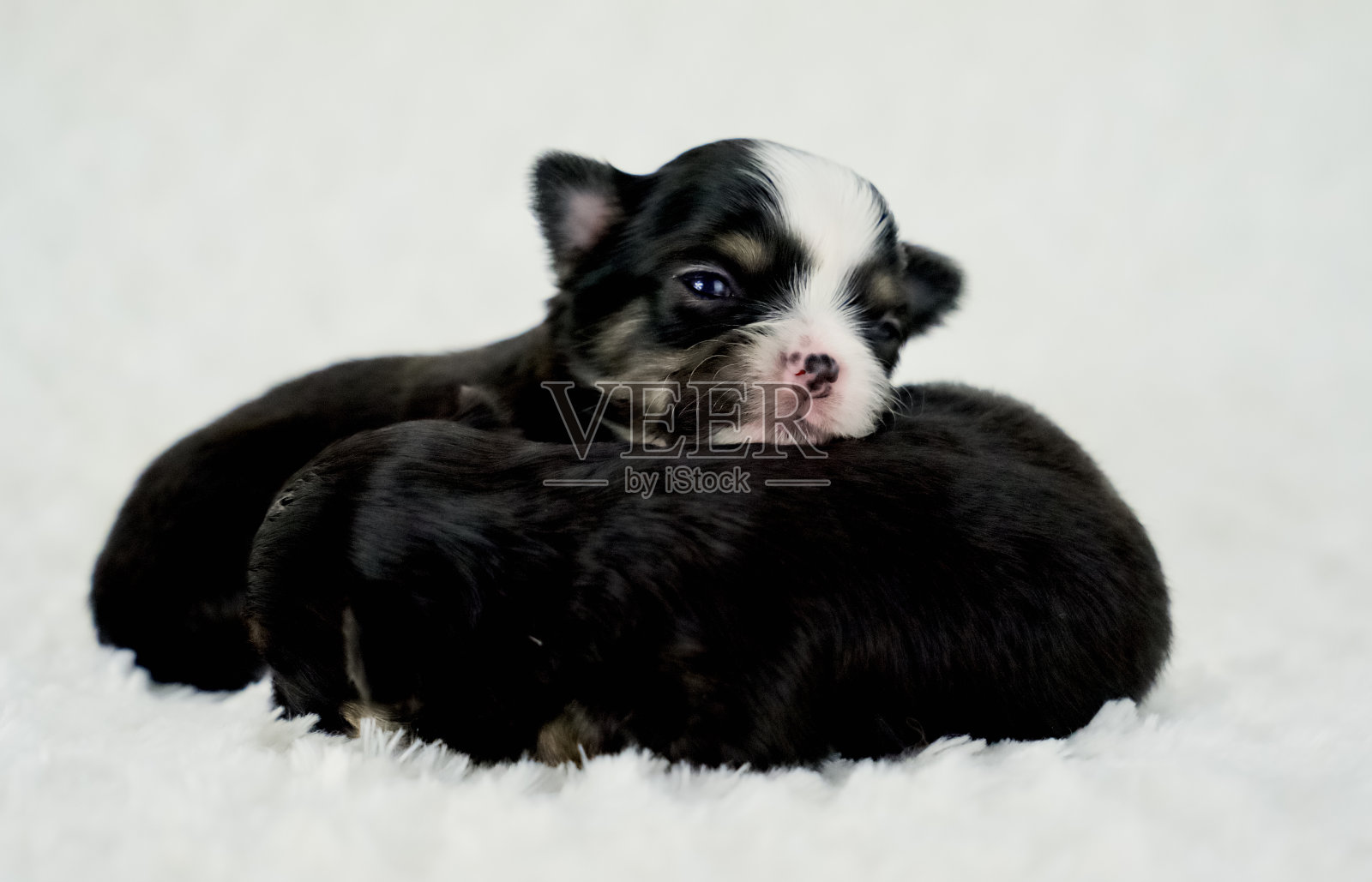 两只可爱的黑色，棕色和白色长外套吉娃娃小狗照片摄影图片