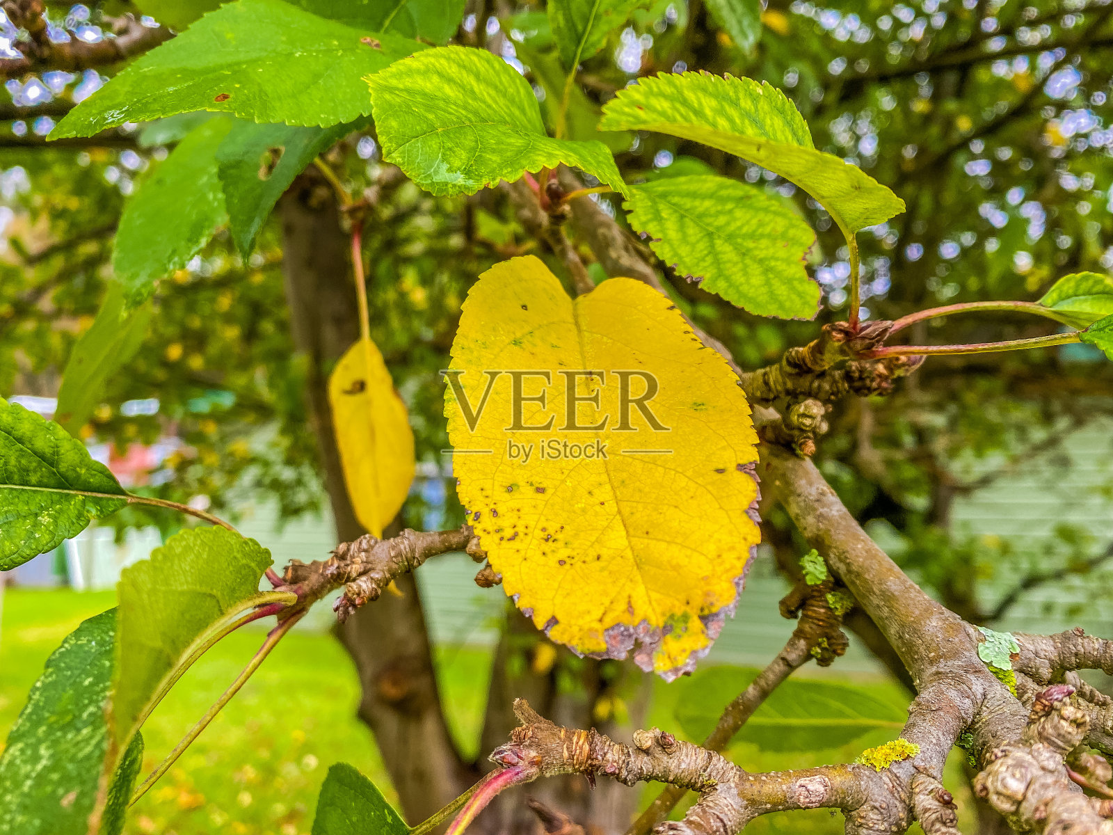 美丽的叶子的照片摄影图片