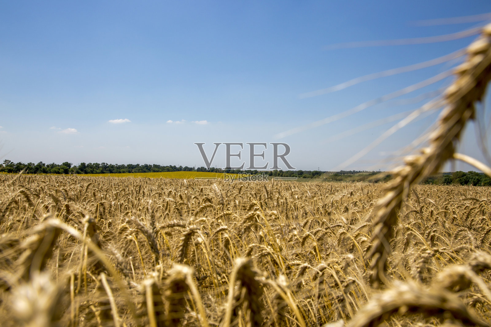 有大片麦田和蓝天的田园风光照片摄影图片