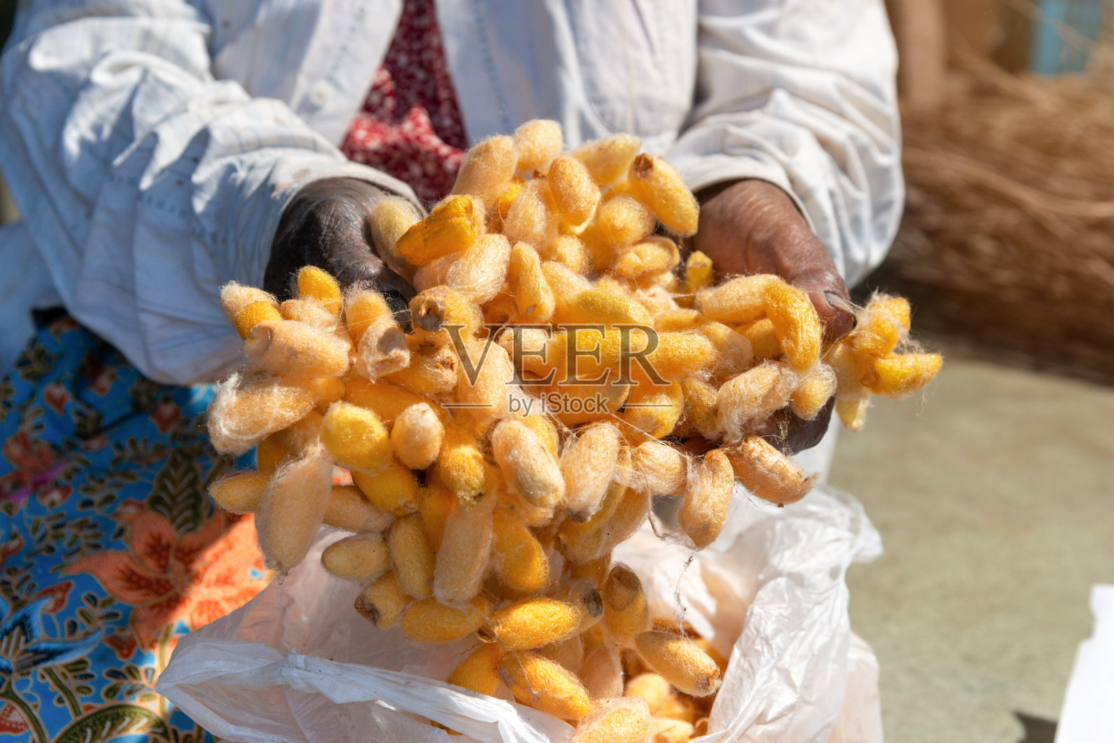 泰国，农村老年丝绸工人的手拿着黄色或金色的蚕茧。照片摄影图片