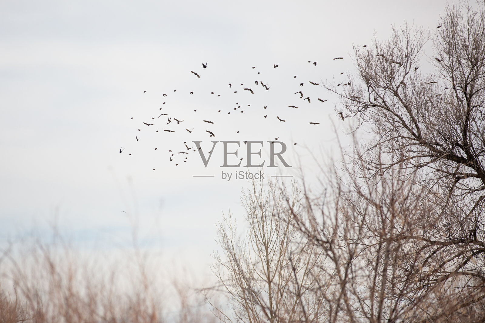 鸟类飞行的开销照片摄影图片