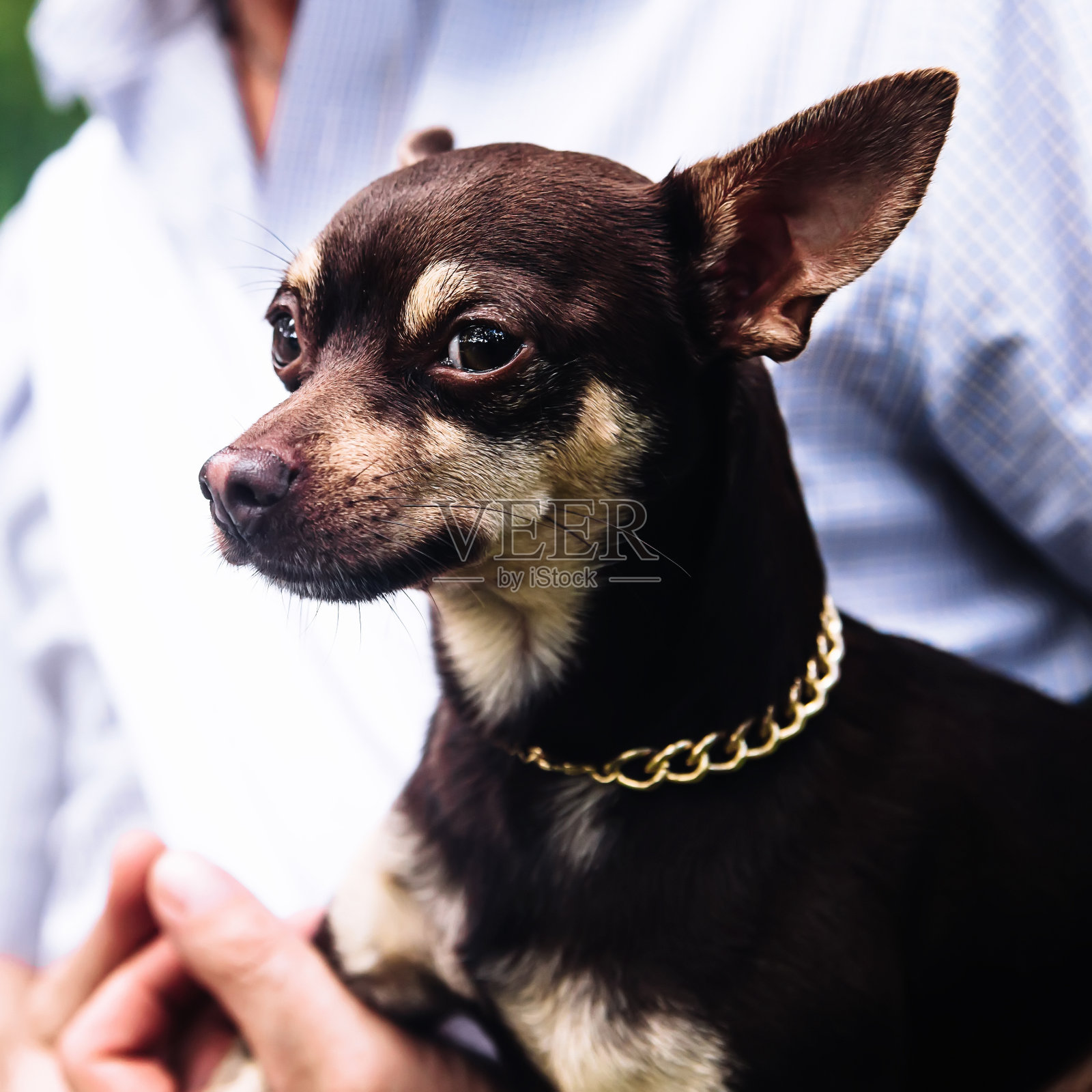 友好的狗与金链子近看肖像照片摄影图片