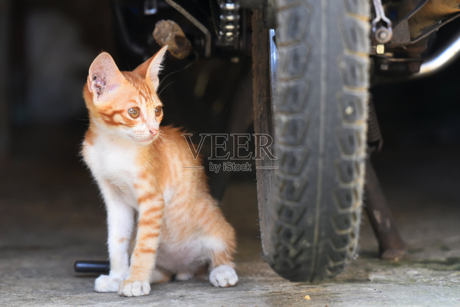 印度尼西亚本地的小型猫，白色和黄色照片摄影图片