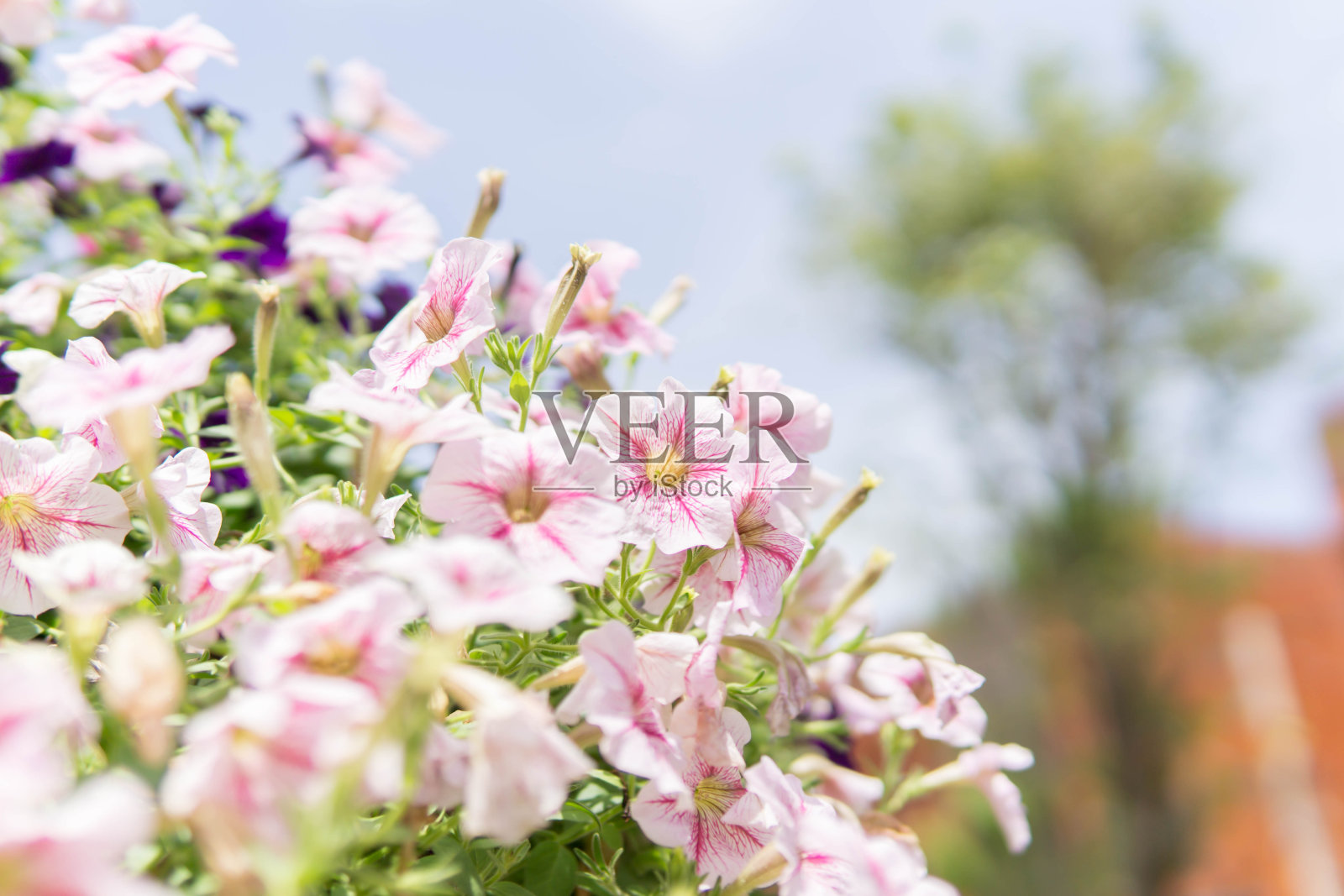 美丽的花朵作背景。照片摄影图片